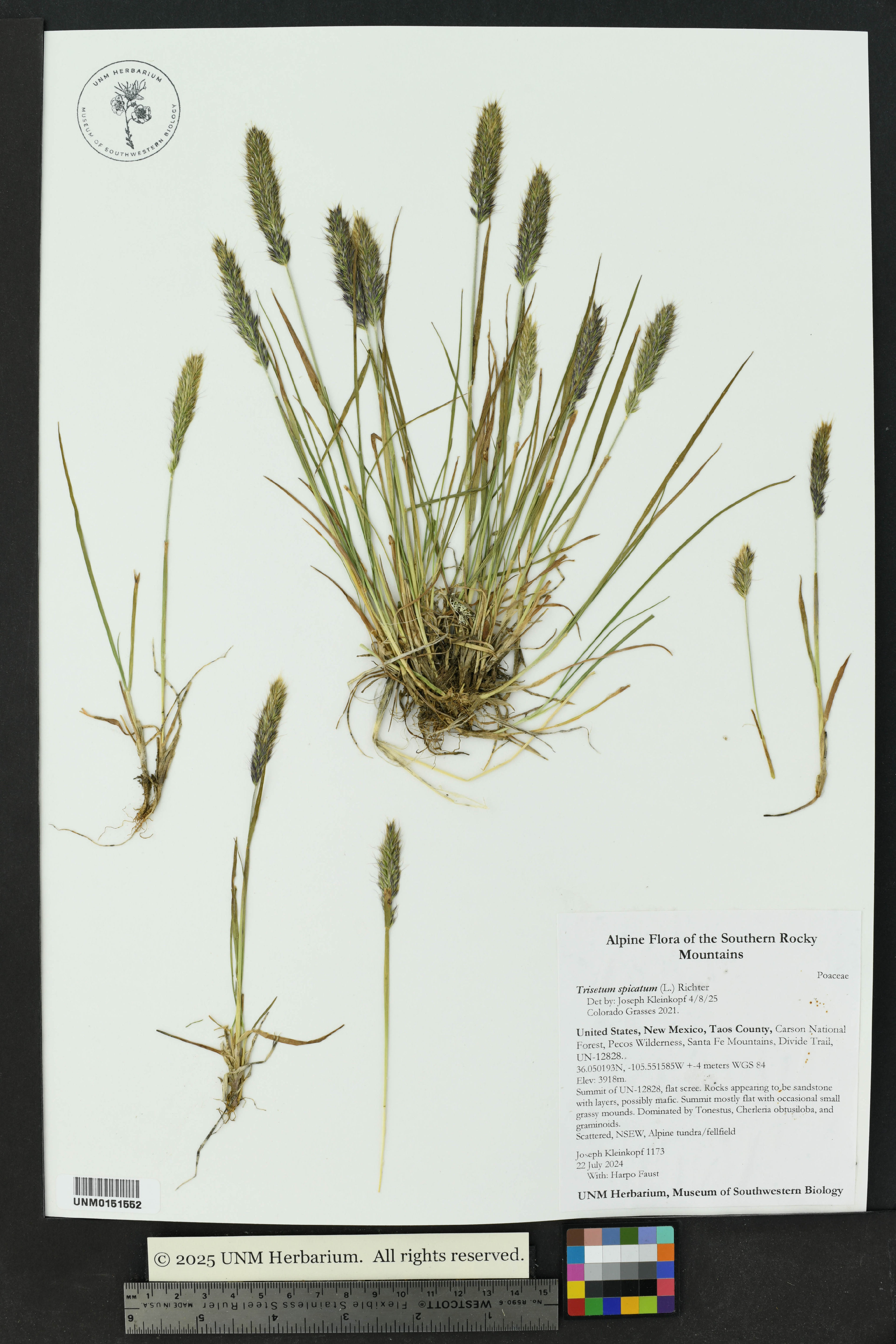 Trisetum spicatum - 75