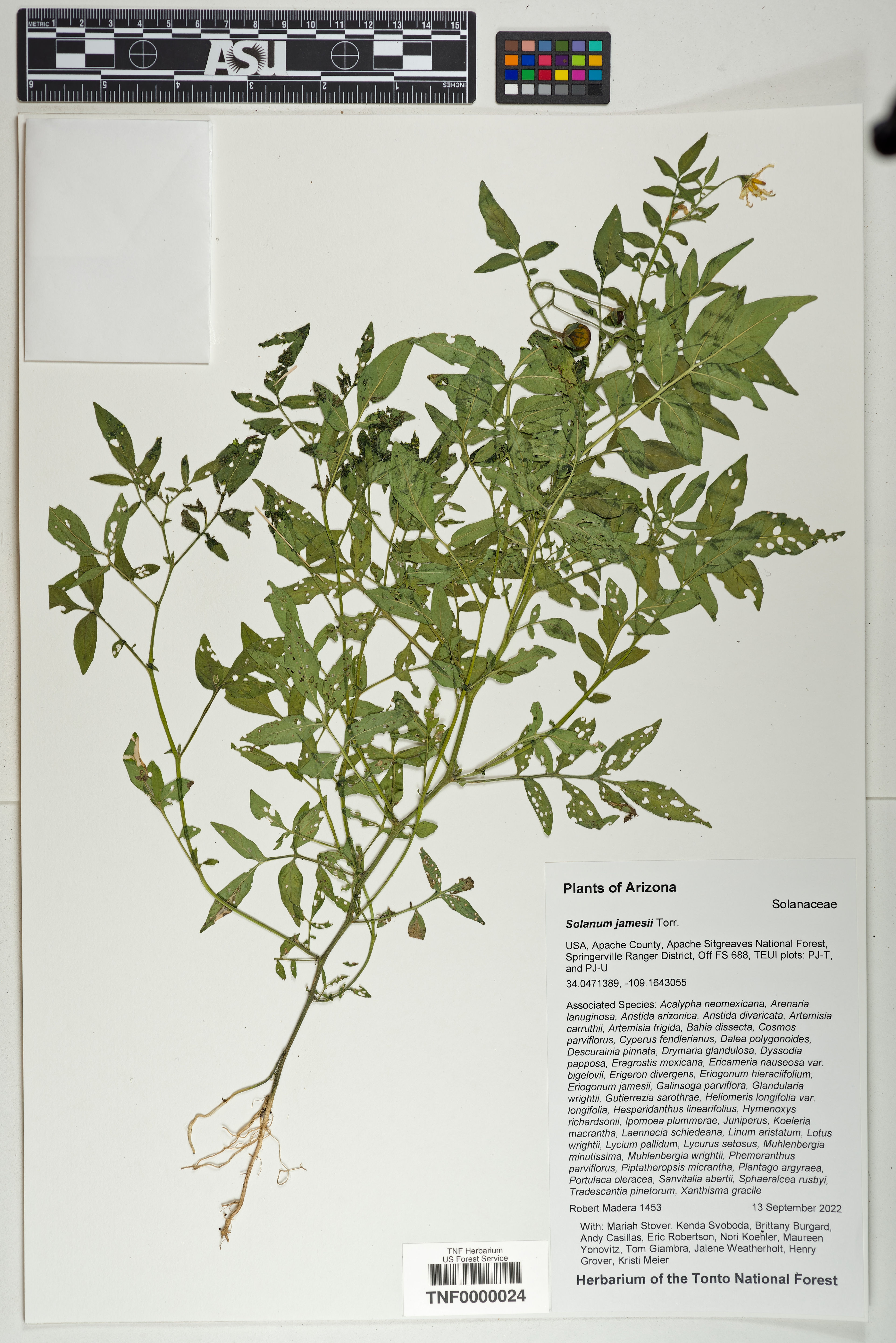 Solanum jamesii - 220