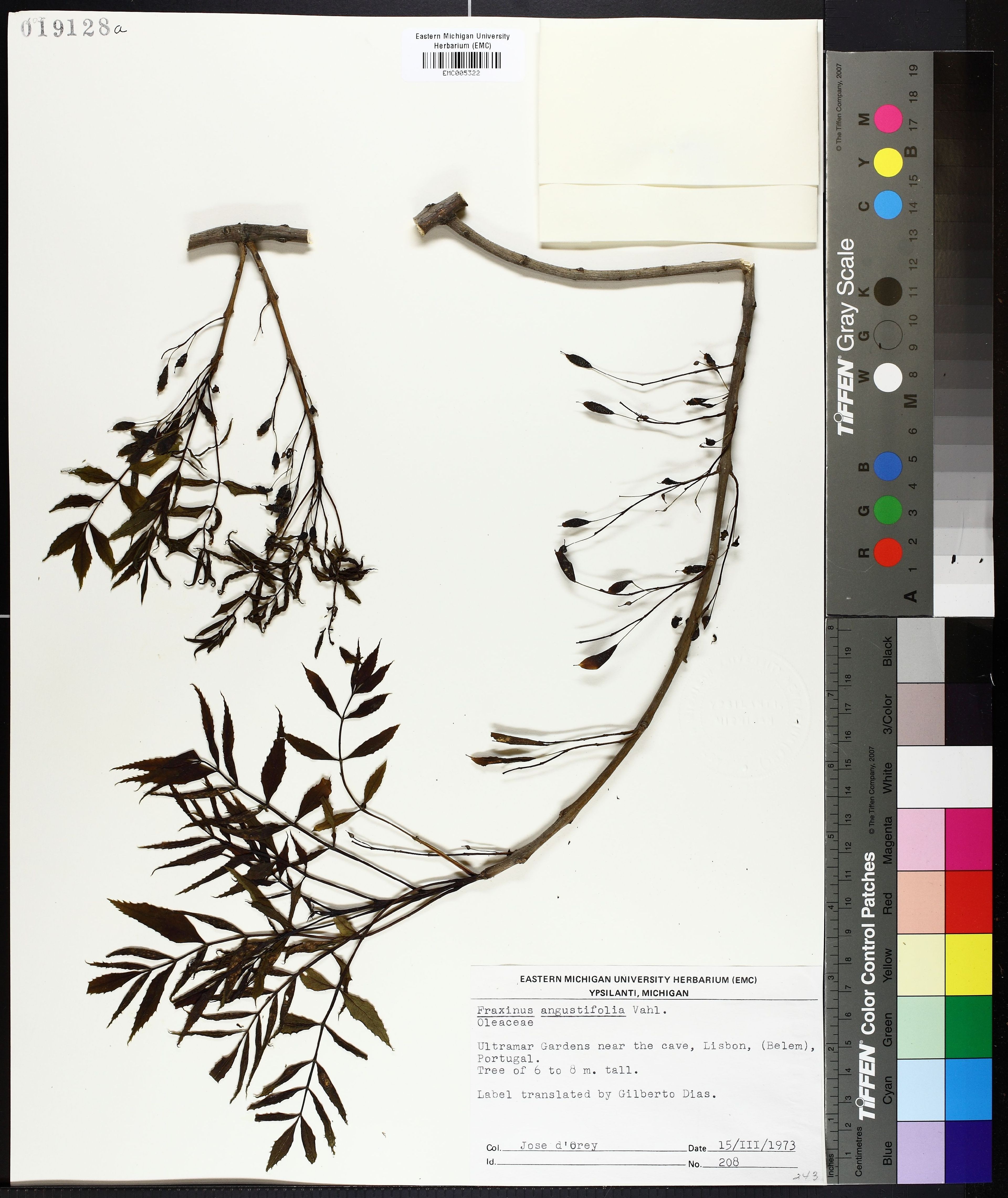 Fraxinus angustifolia - 17