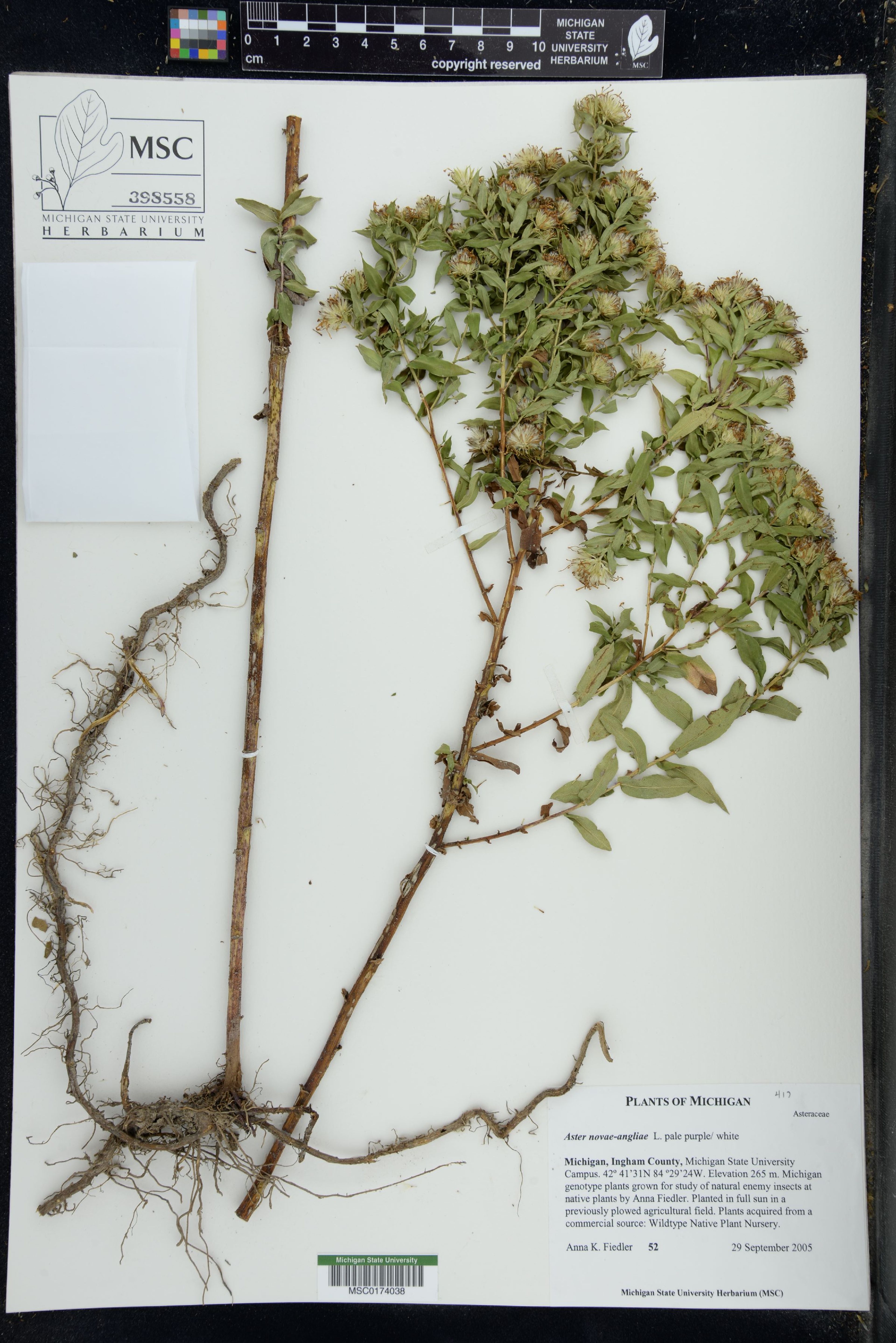 Aster novae-angliae - 36