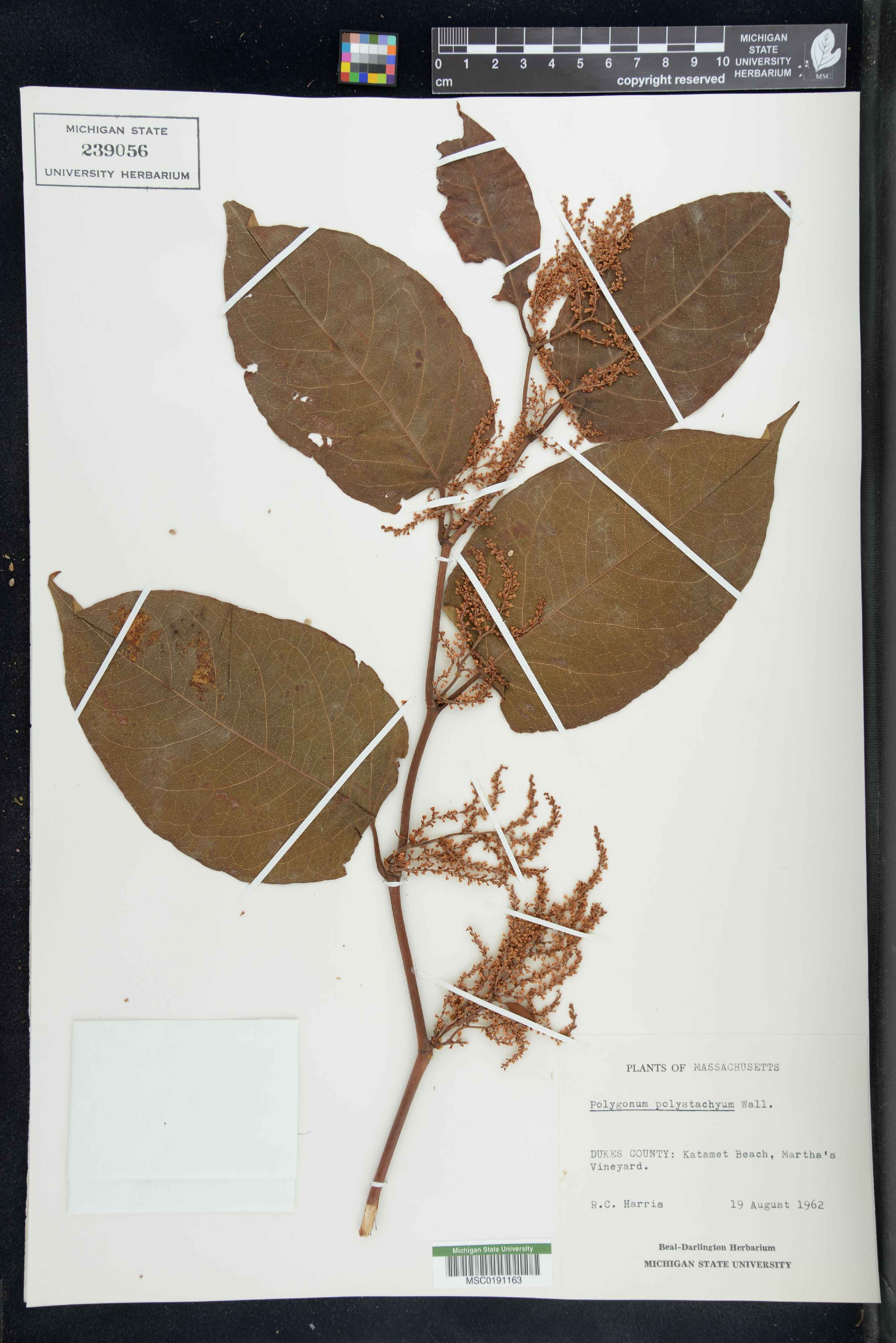 Polygonum polystachyum - 69
