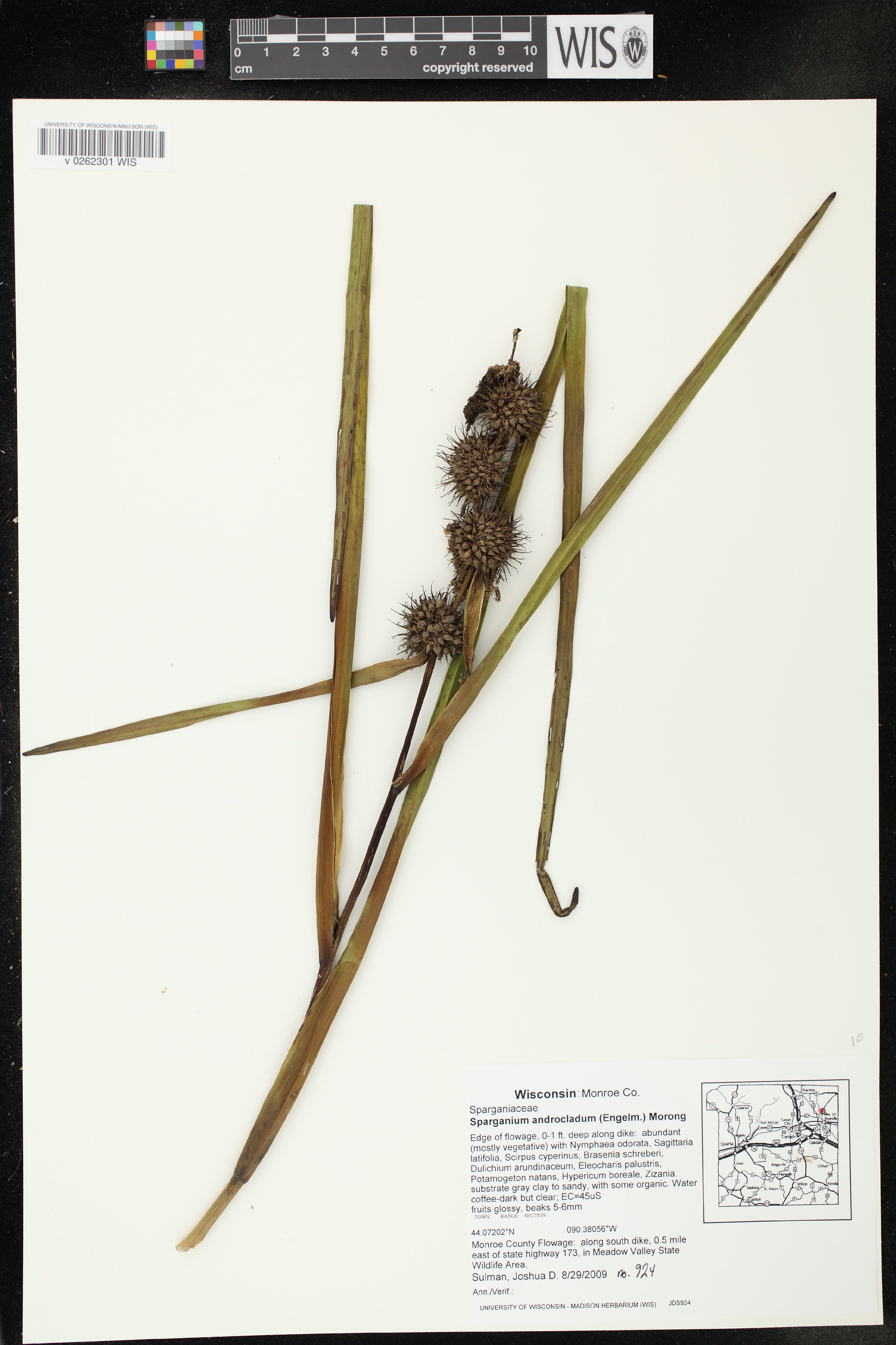 Sparganium androcladum - 50