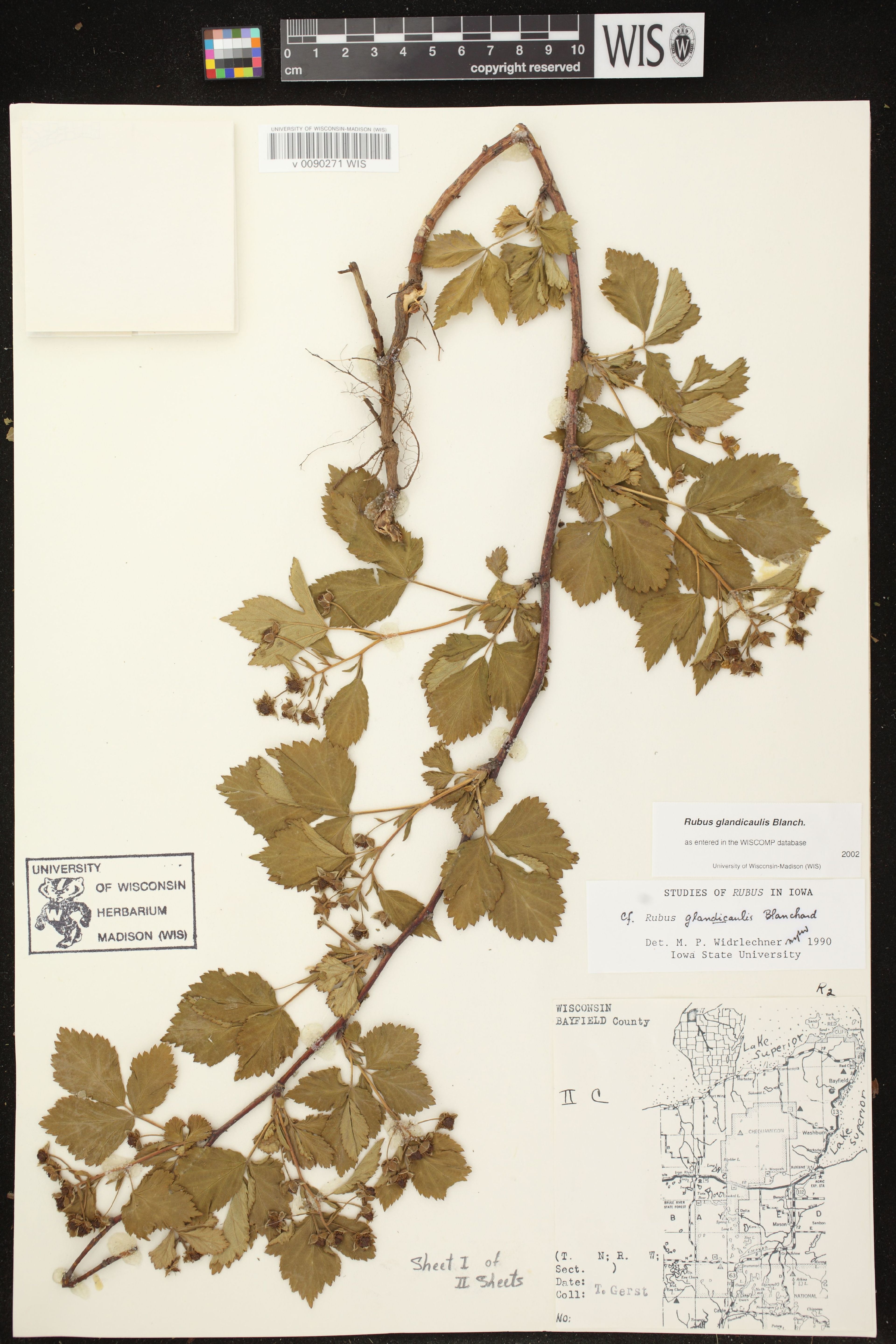 Rubus glandicaulis - 43