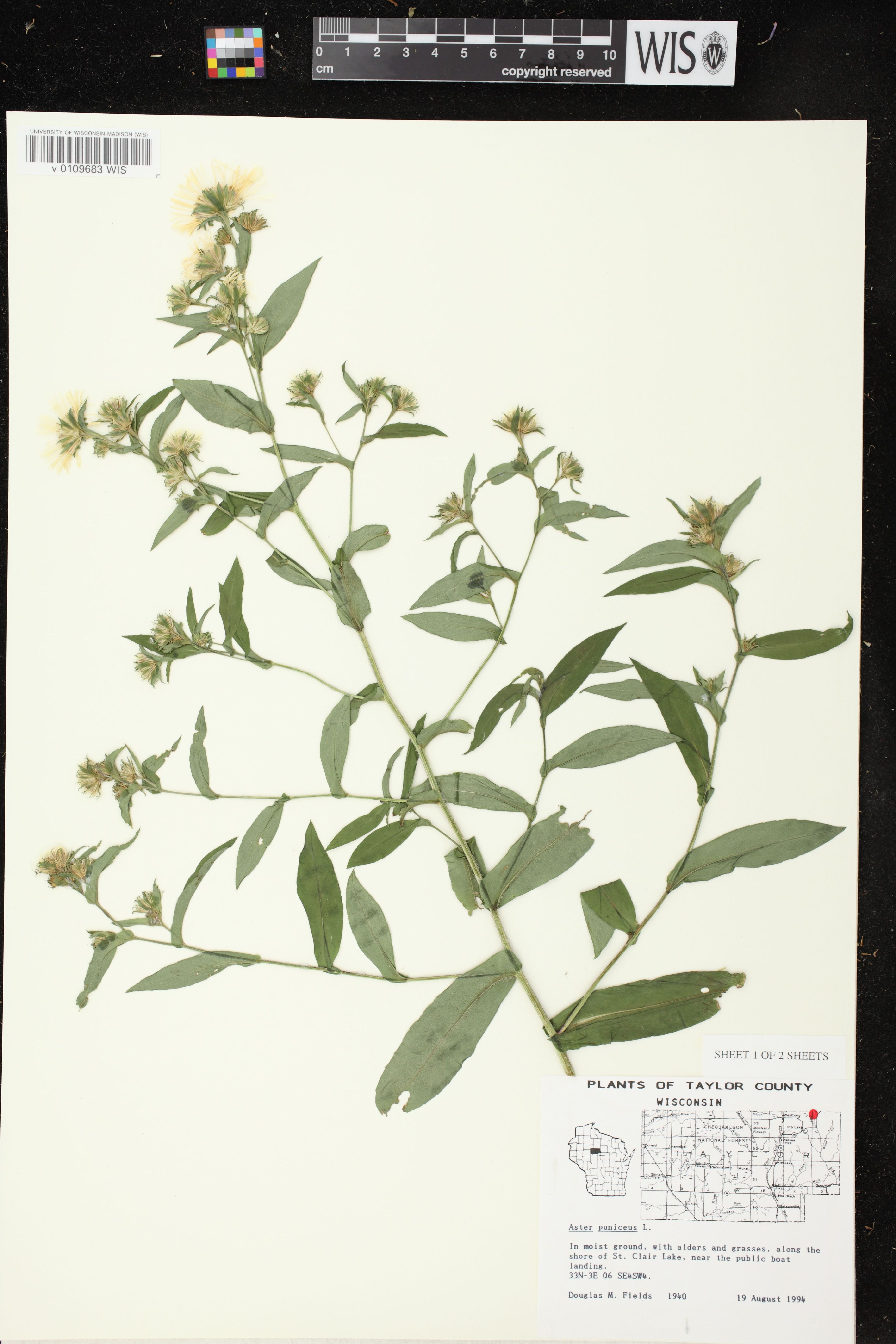 Aster puniceus - 52