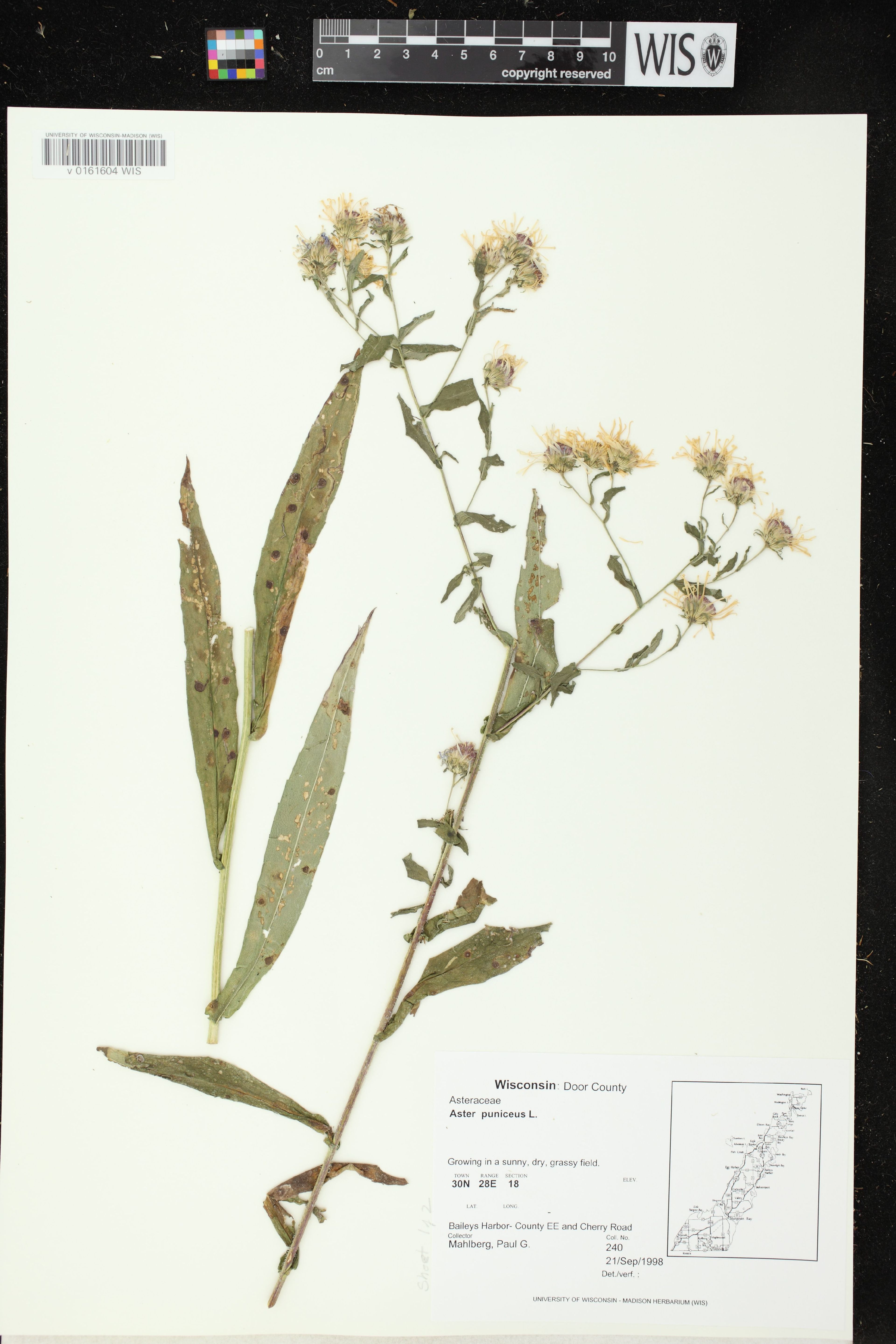 Aster puniceus - 13