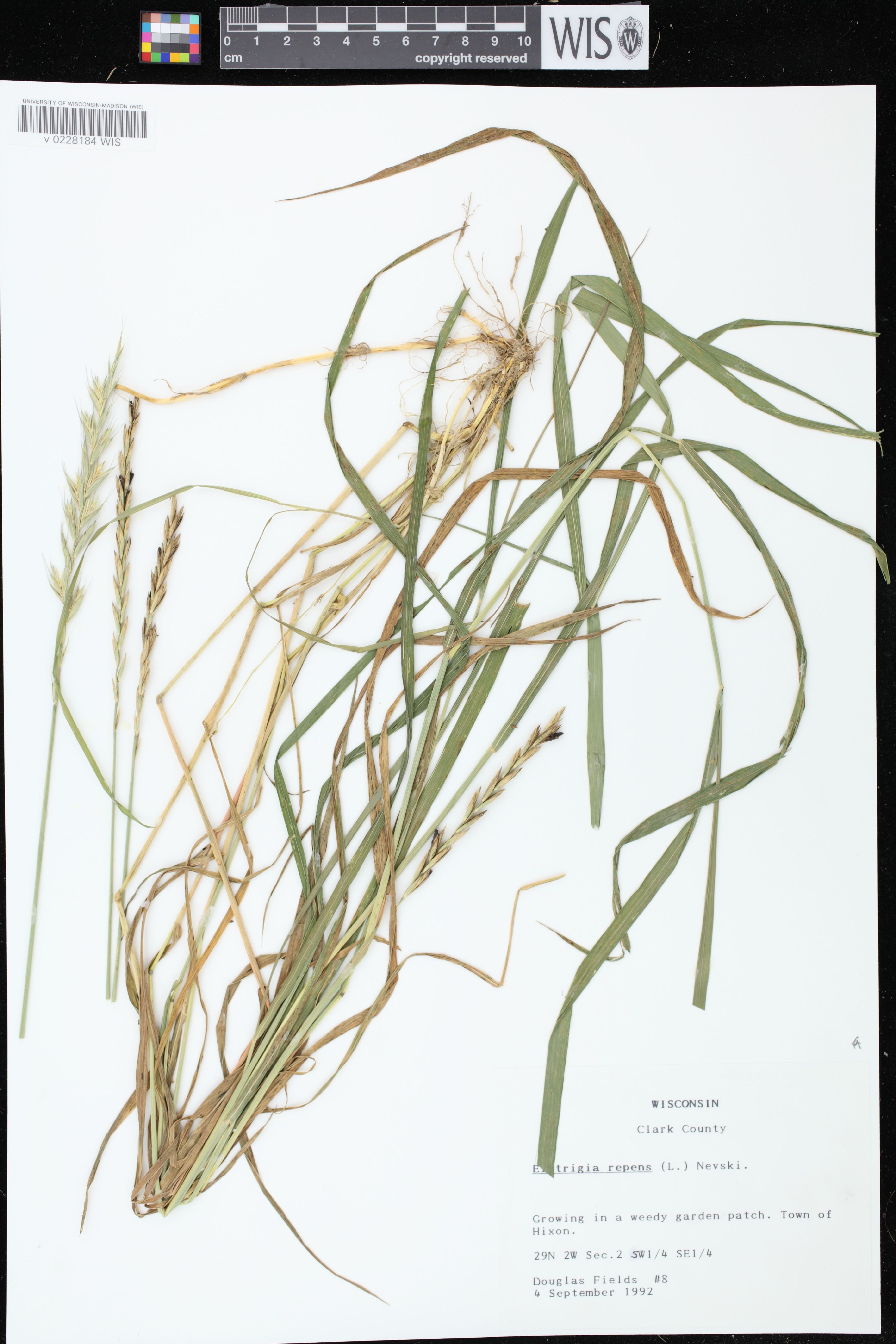 Elytrigia repens - 73
