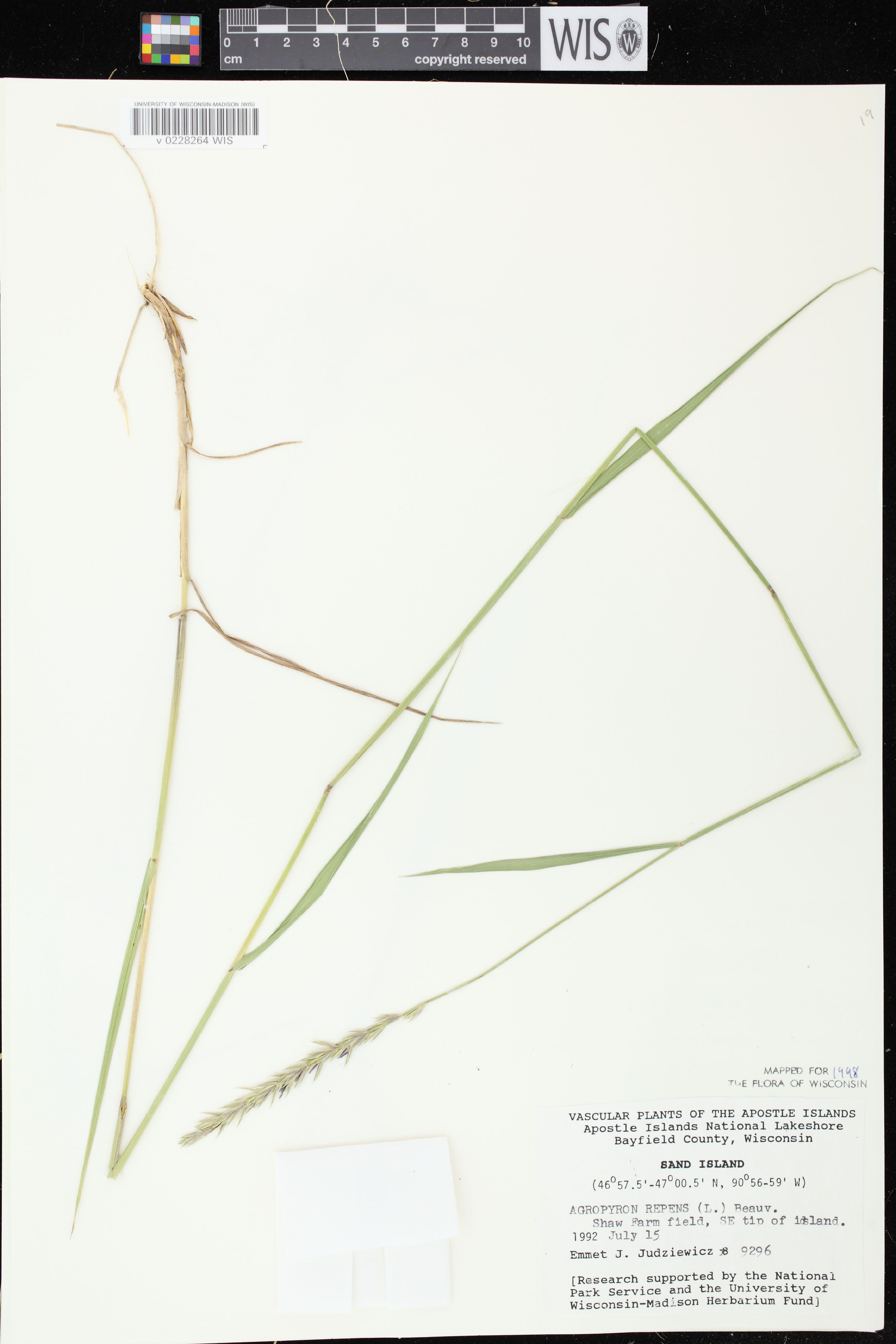 Elytrigia repens - 25