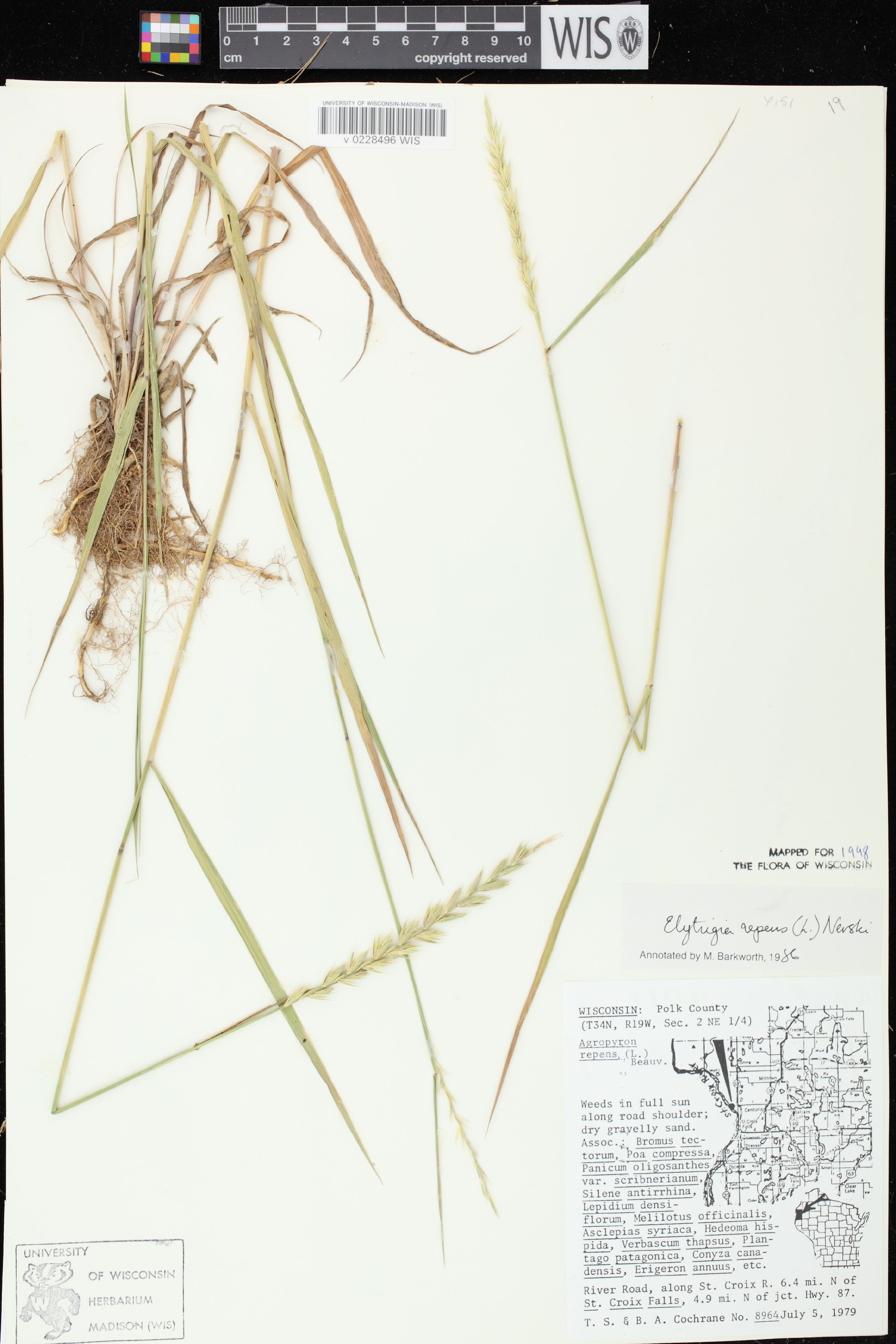 Elytrigia repens - 33