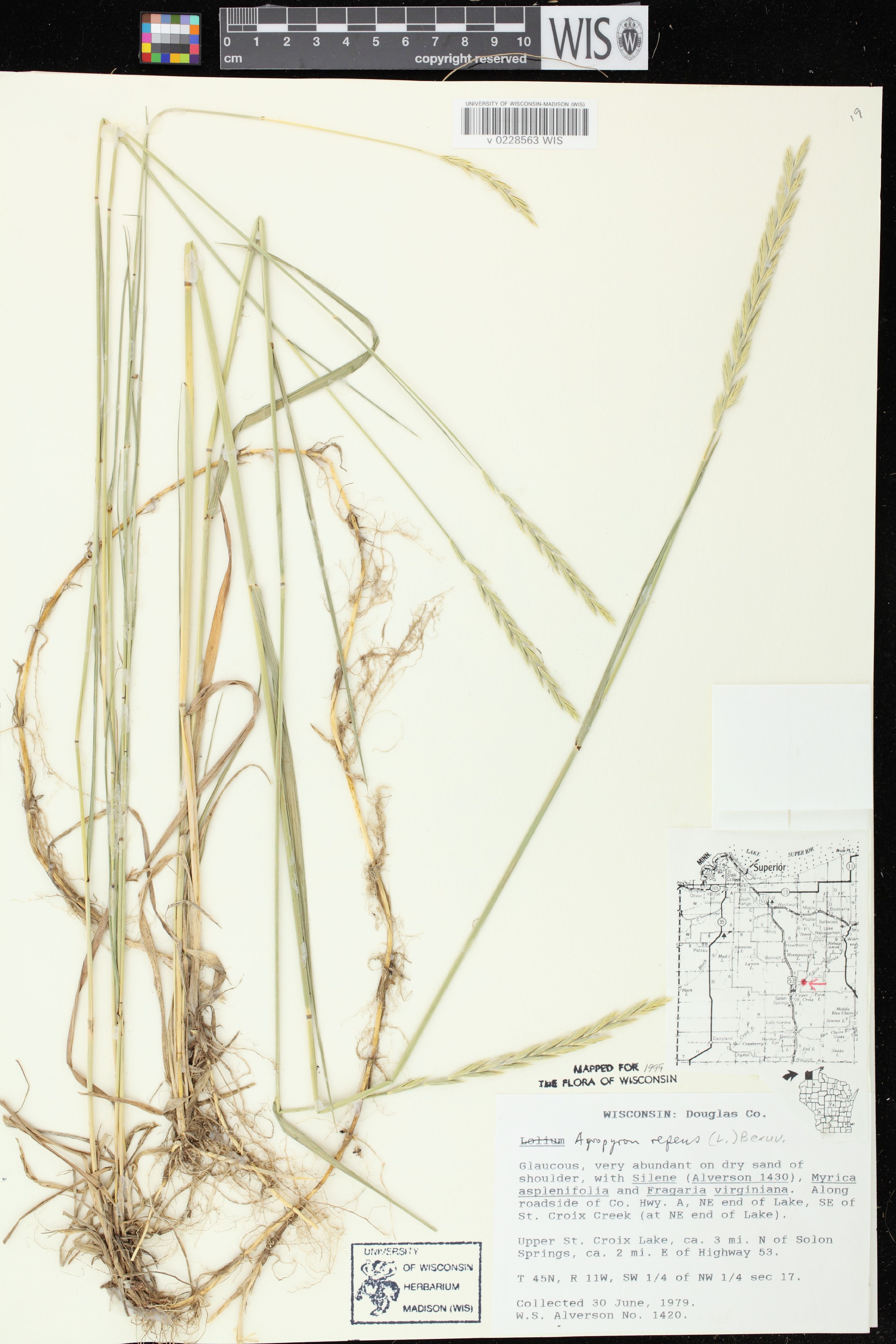 Elytrigia repens - 51