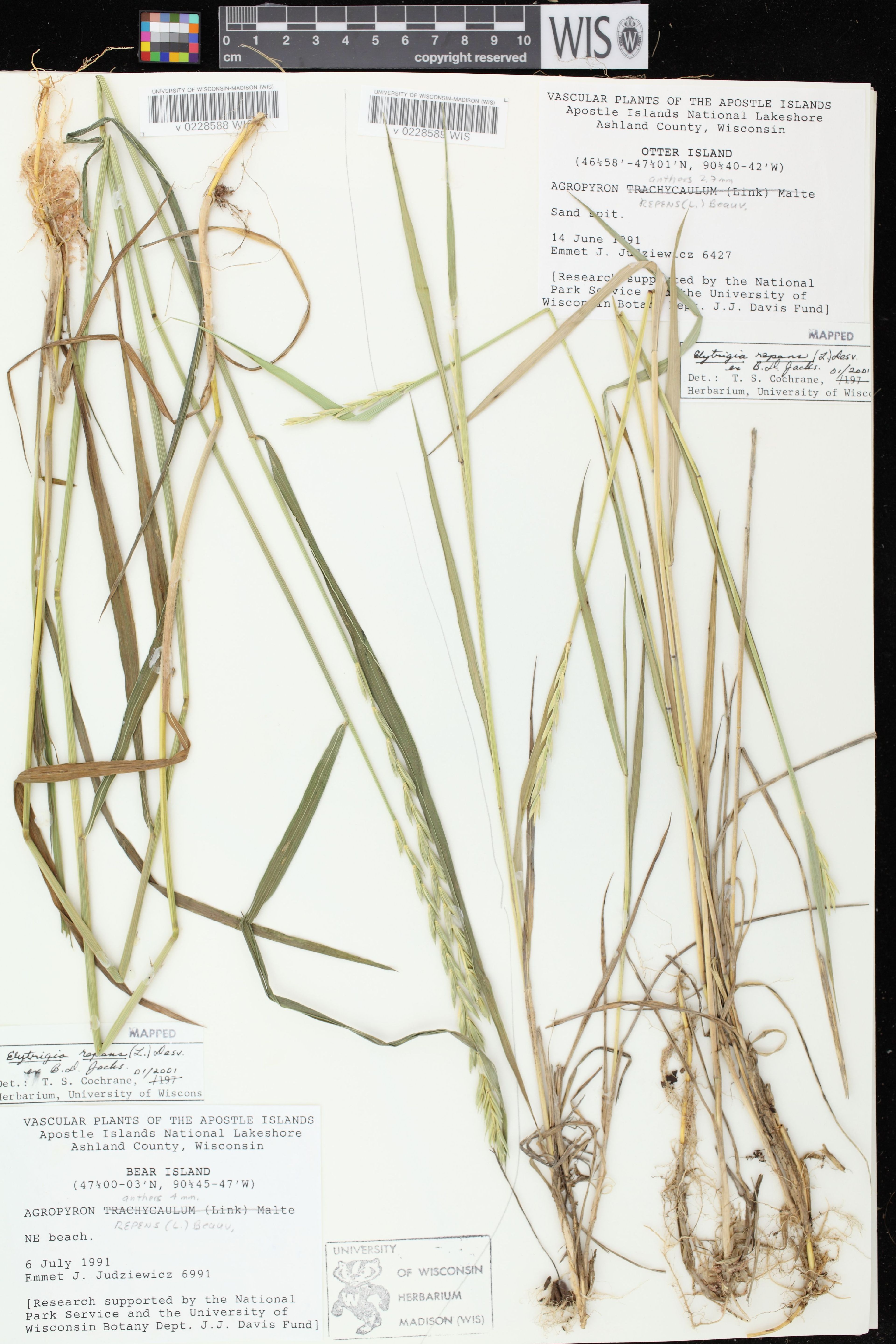 Elytrigia repens - 46