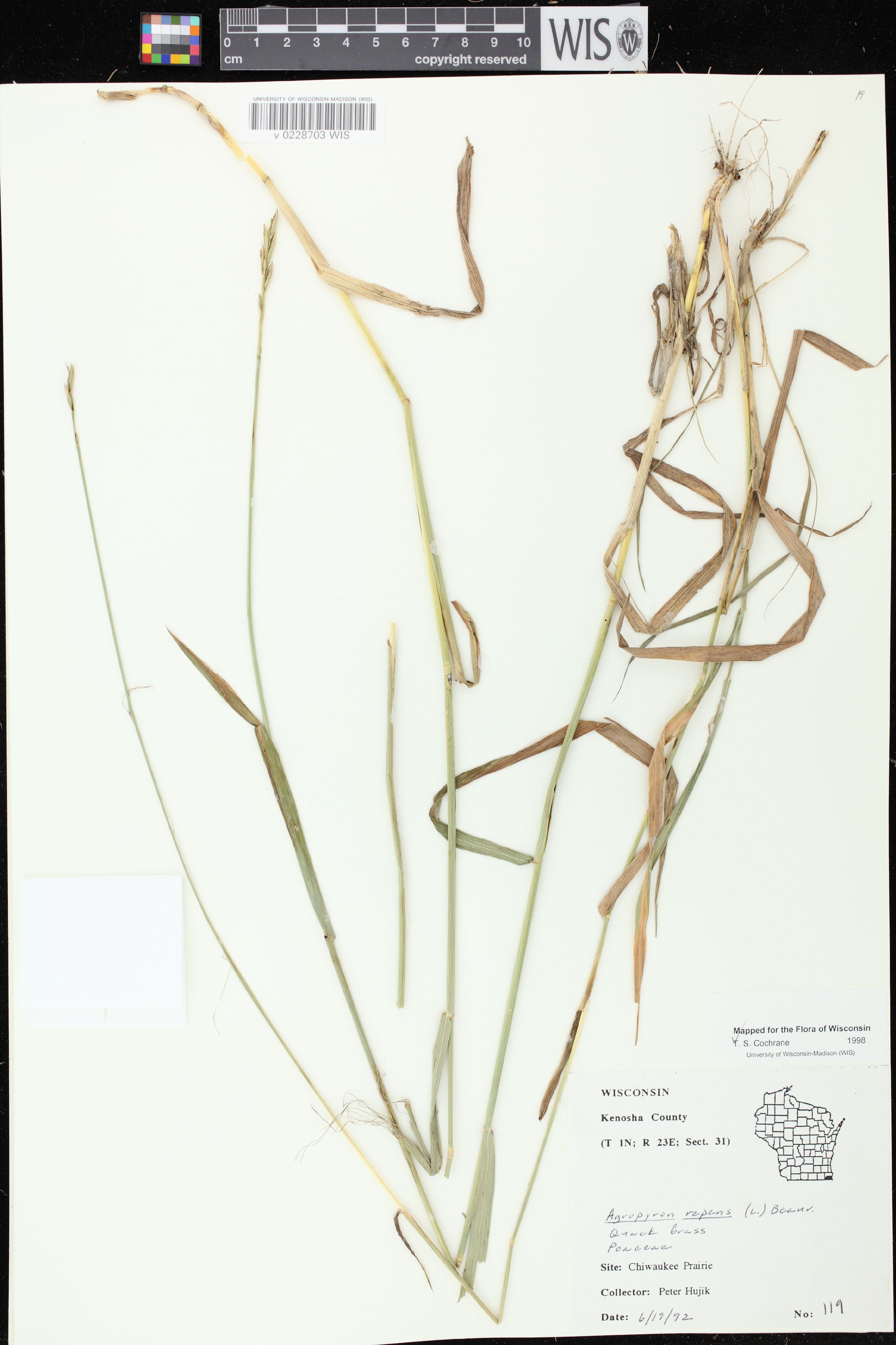 Elytrigia repens - 75