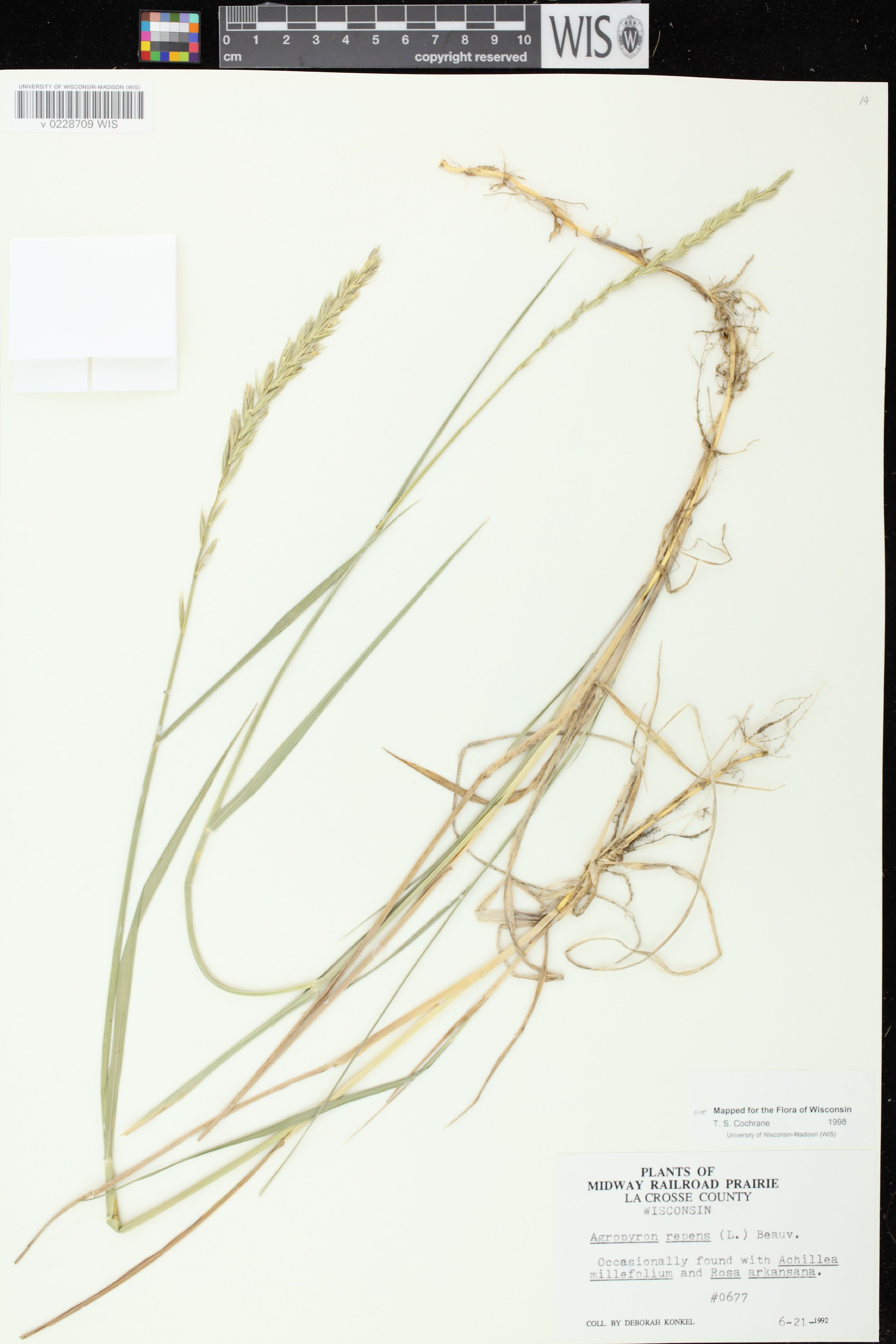 Elytrigia repens - 66