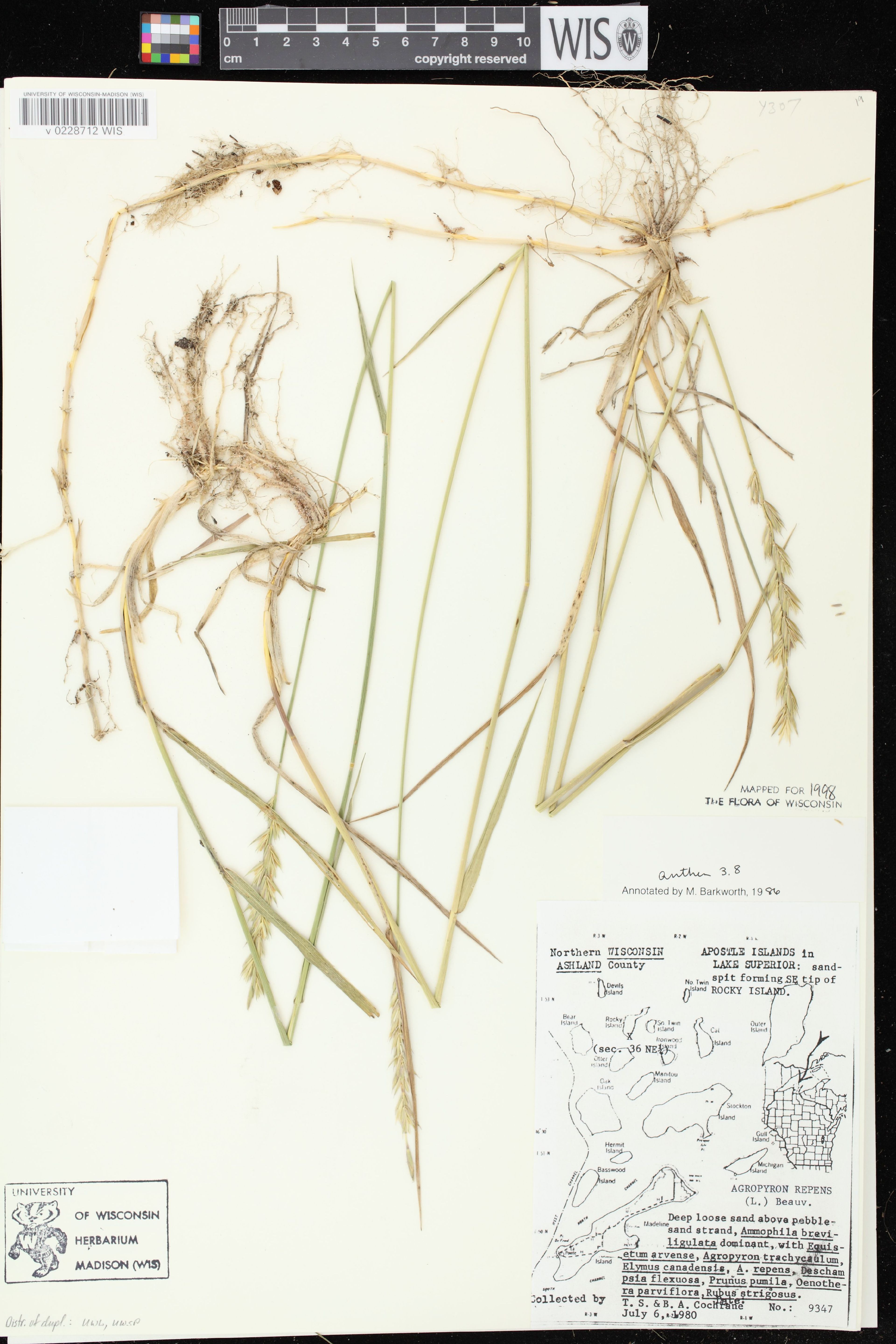 Elytrigia repens - 59