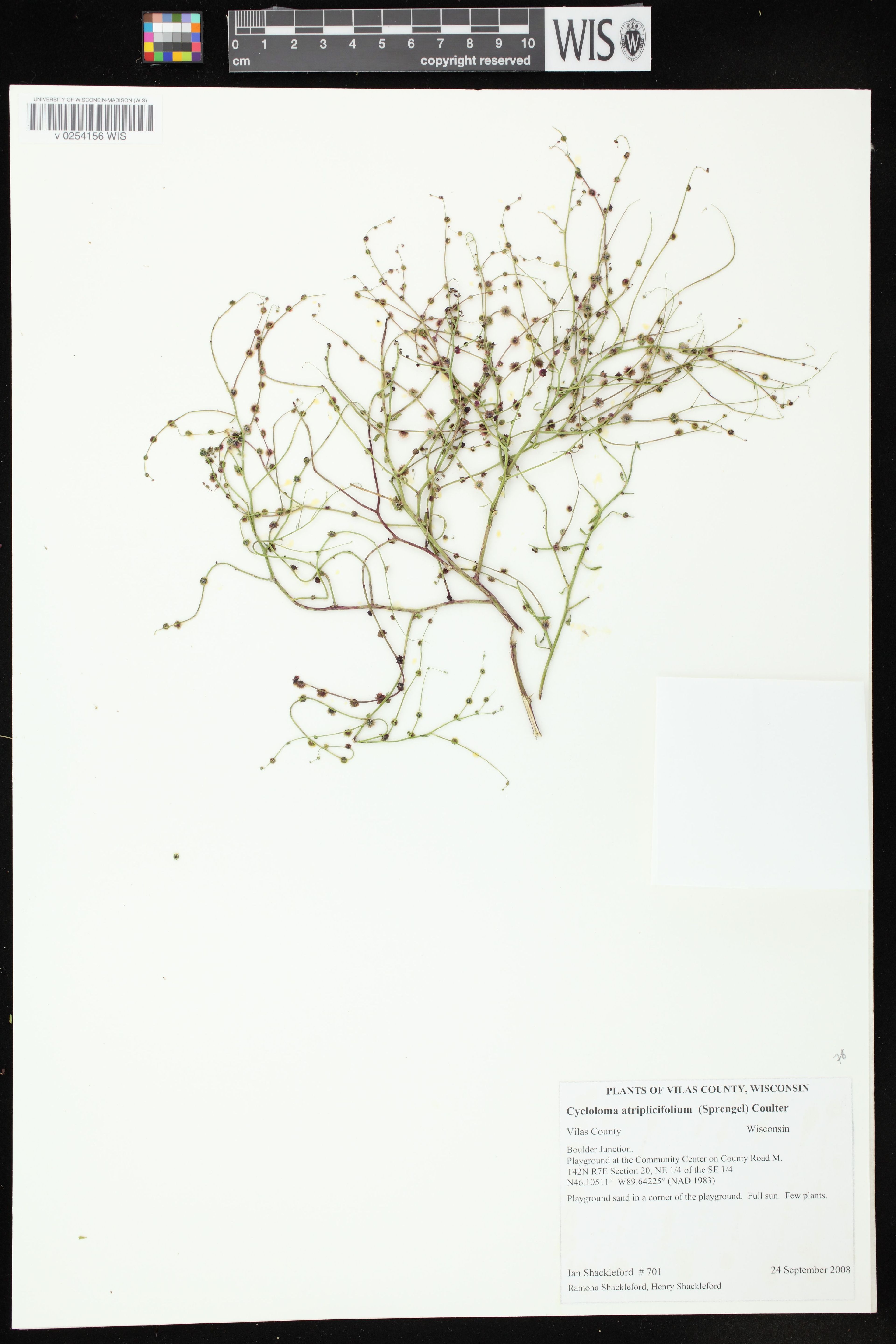Cycloloma atriplicifolium - 19