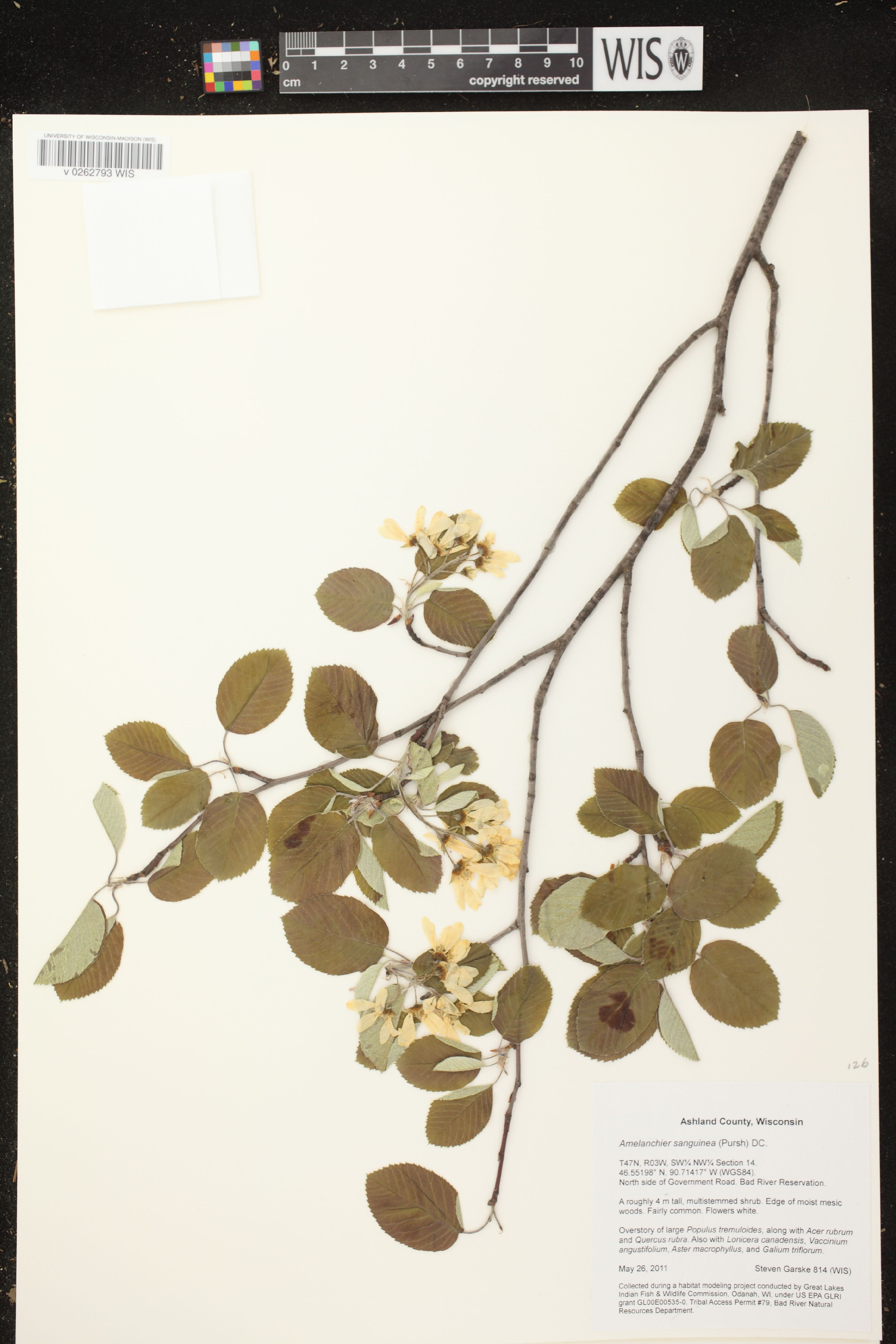 Amelanchier sanguinea - 167