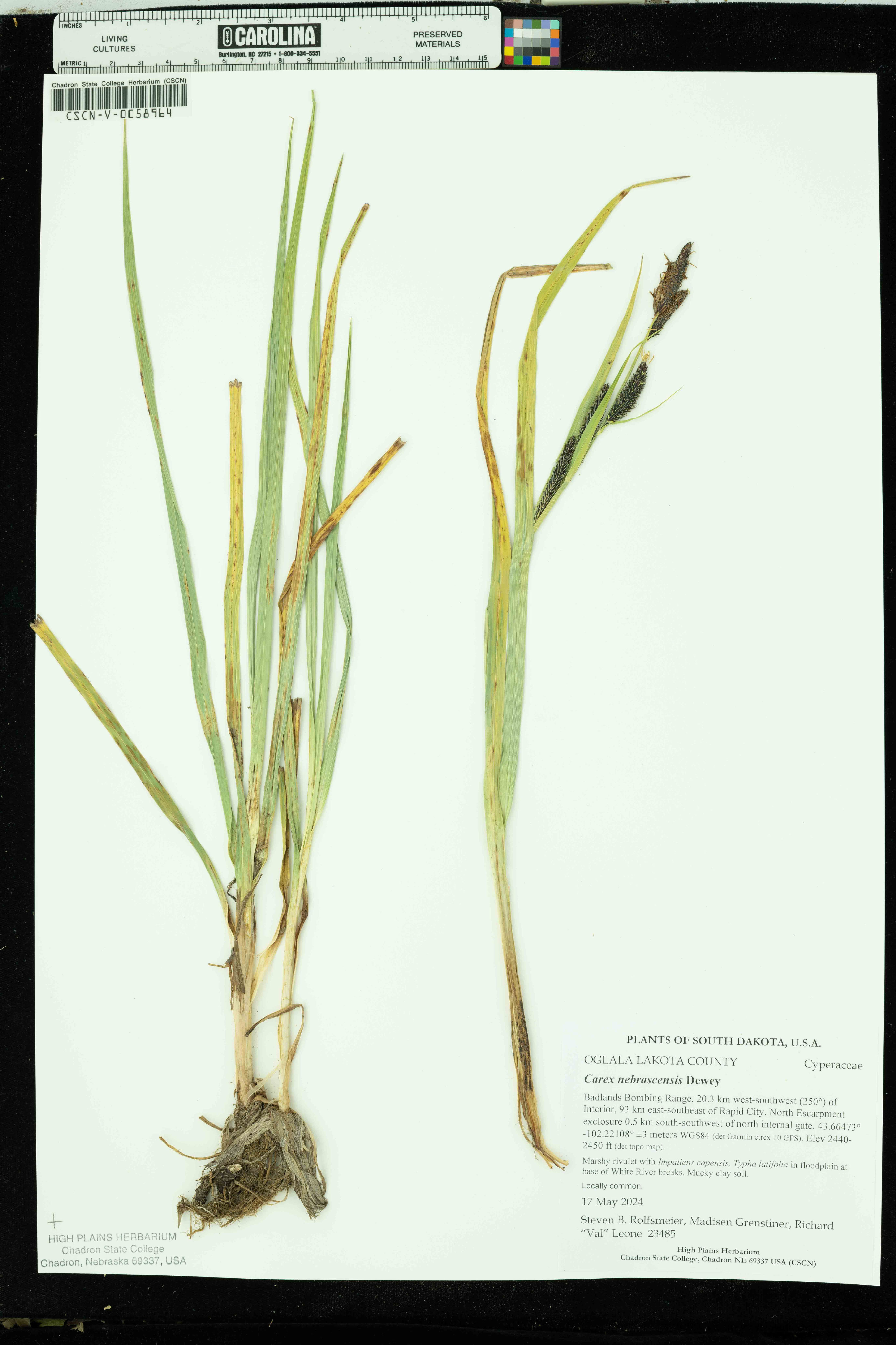 Carex nebrascensis - 228