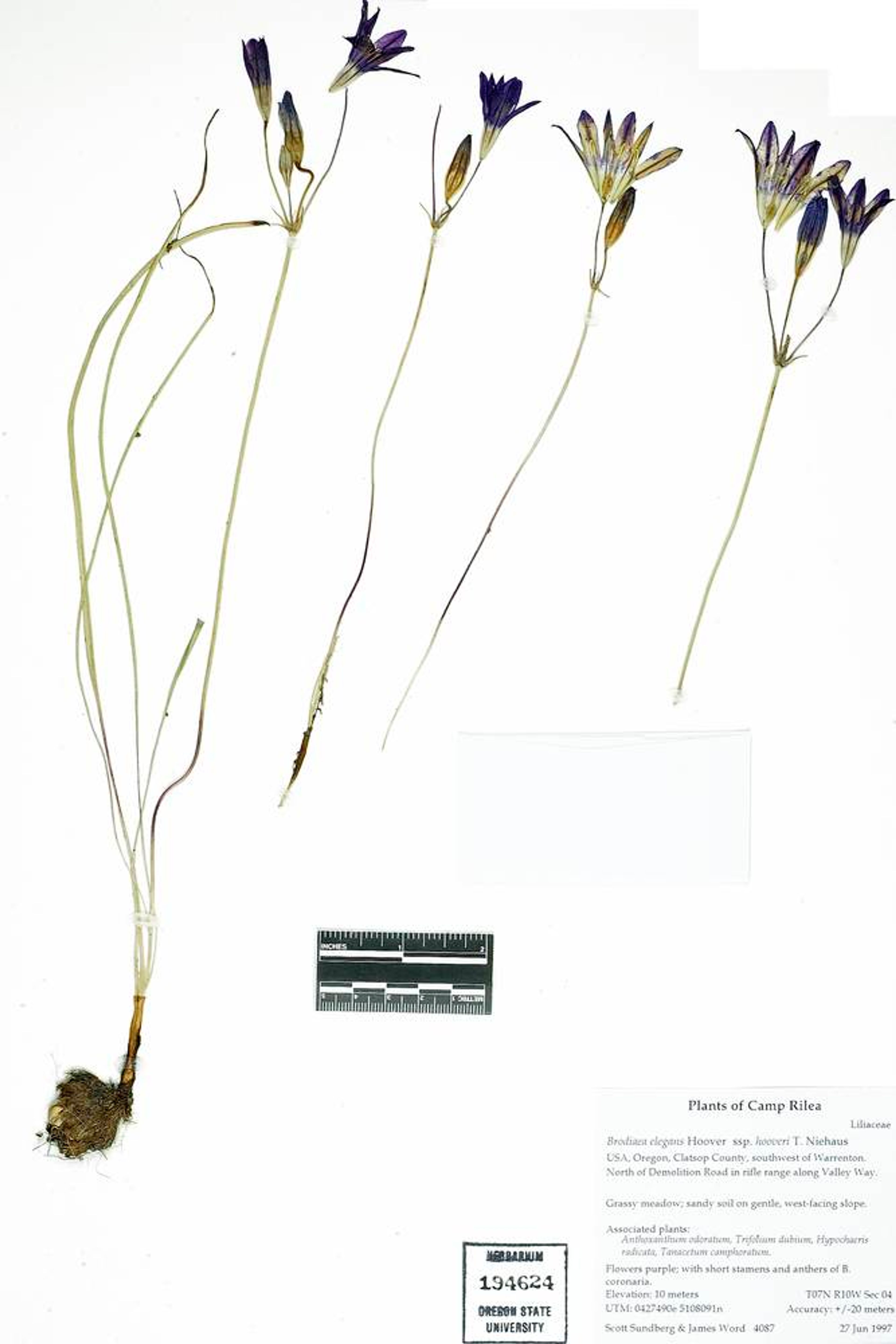 Brodiaea coronaria - 80