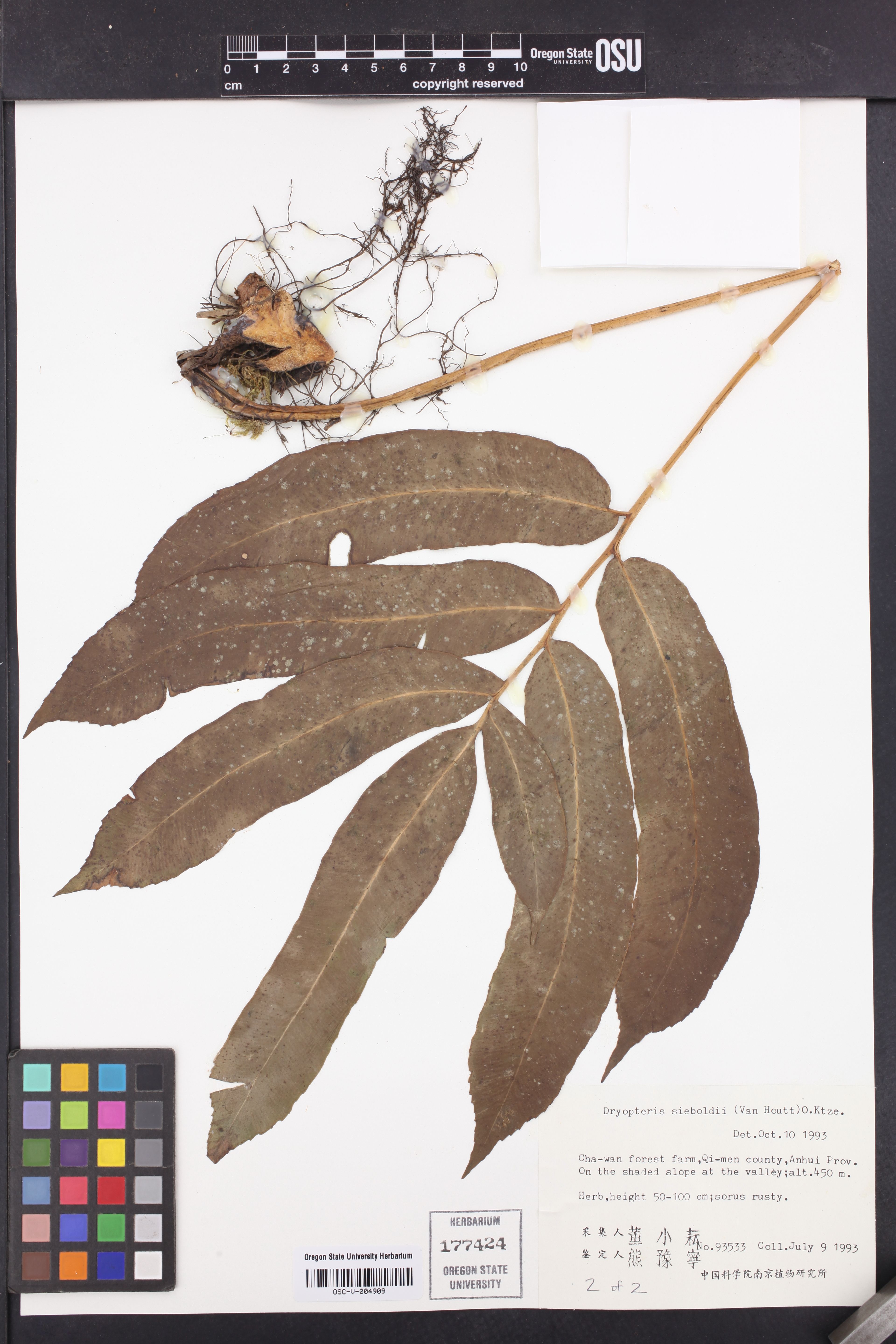Dryopteris sieboldii - 41
