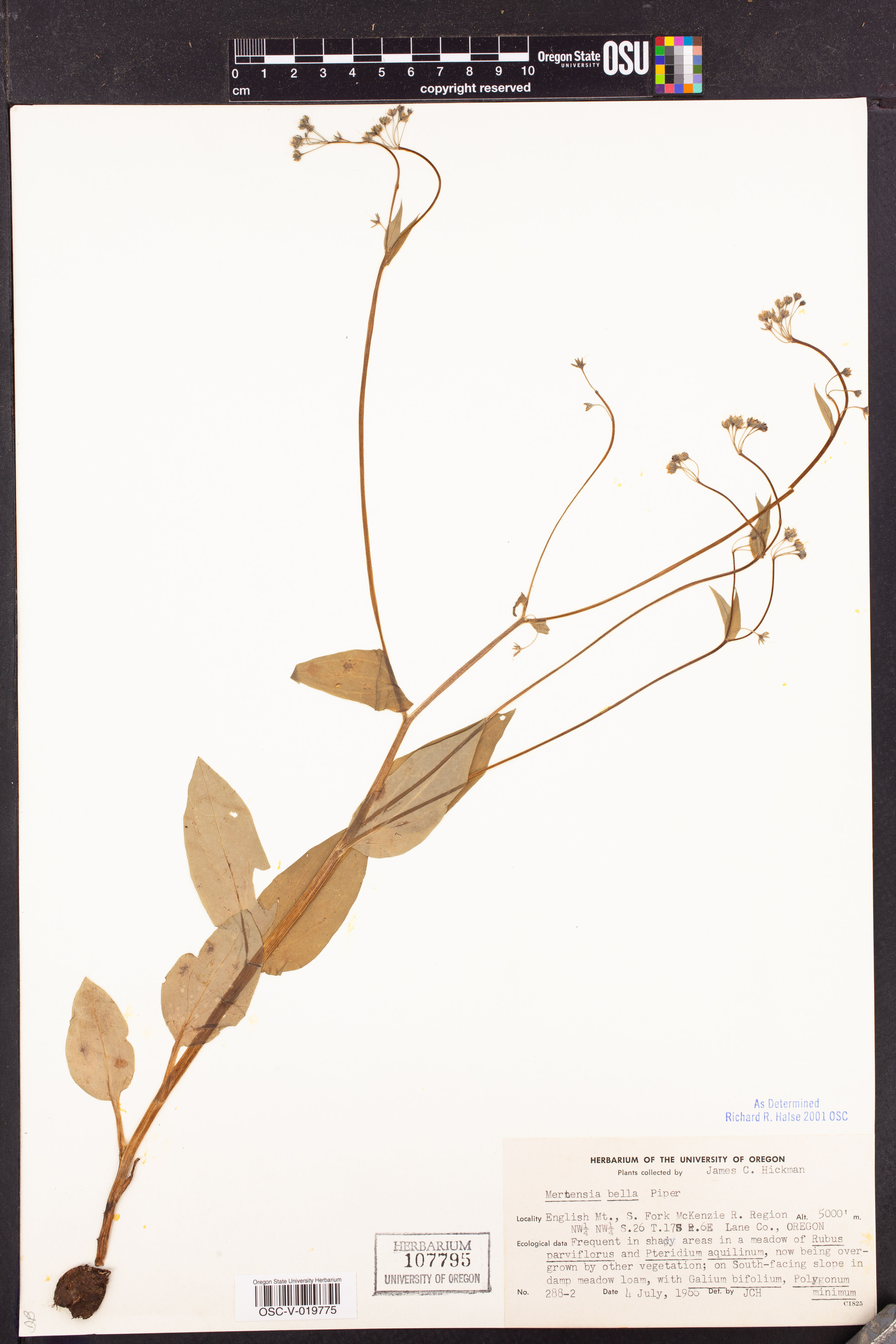 Mertensia bella - 20