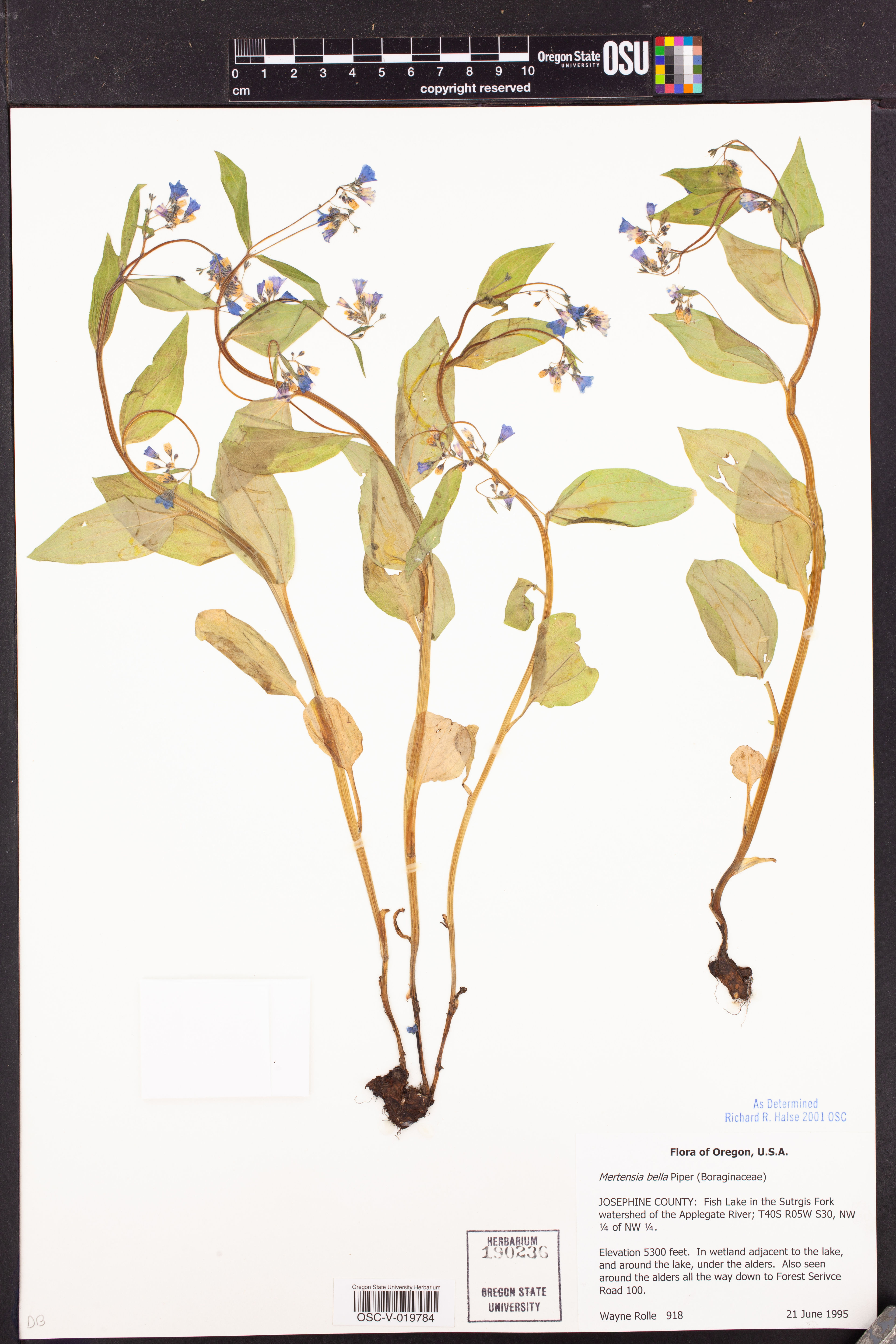 Mertensia bella - 154