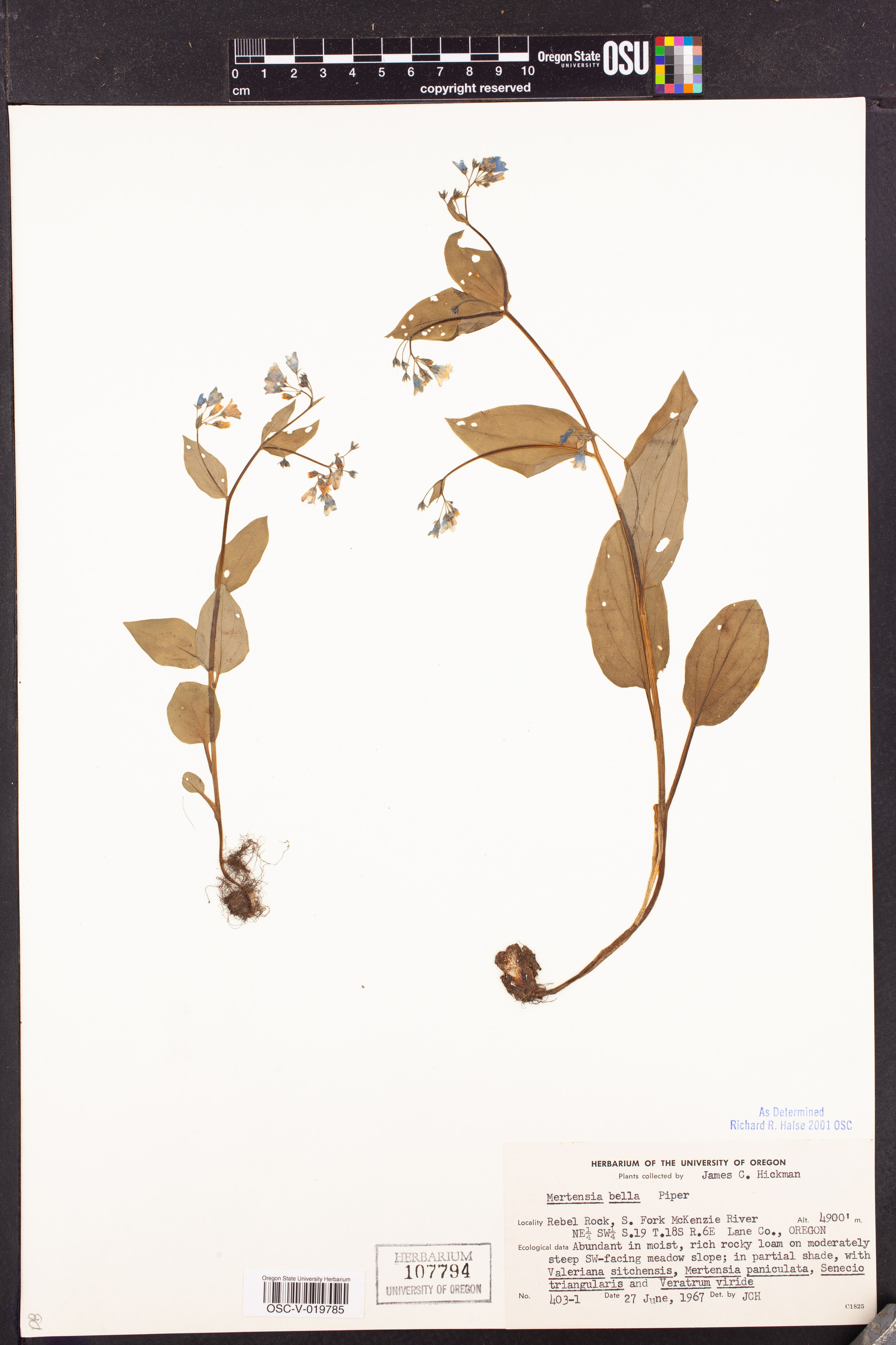 Mertensia bella - 118