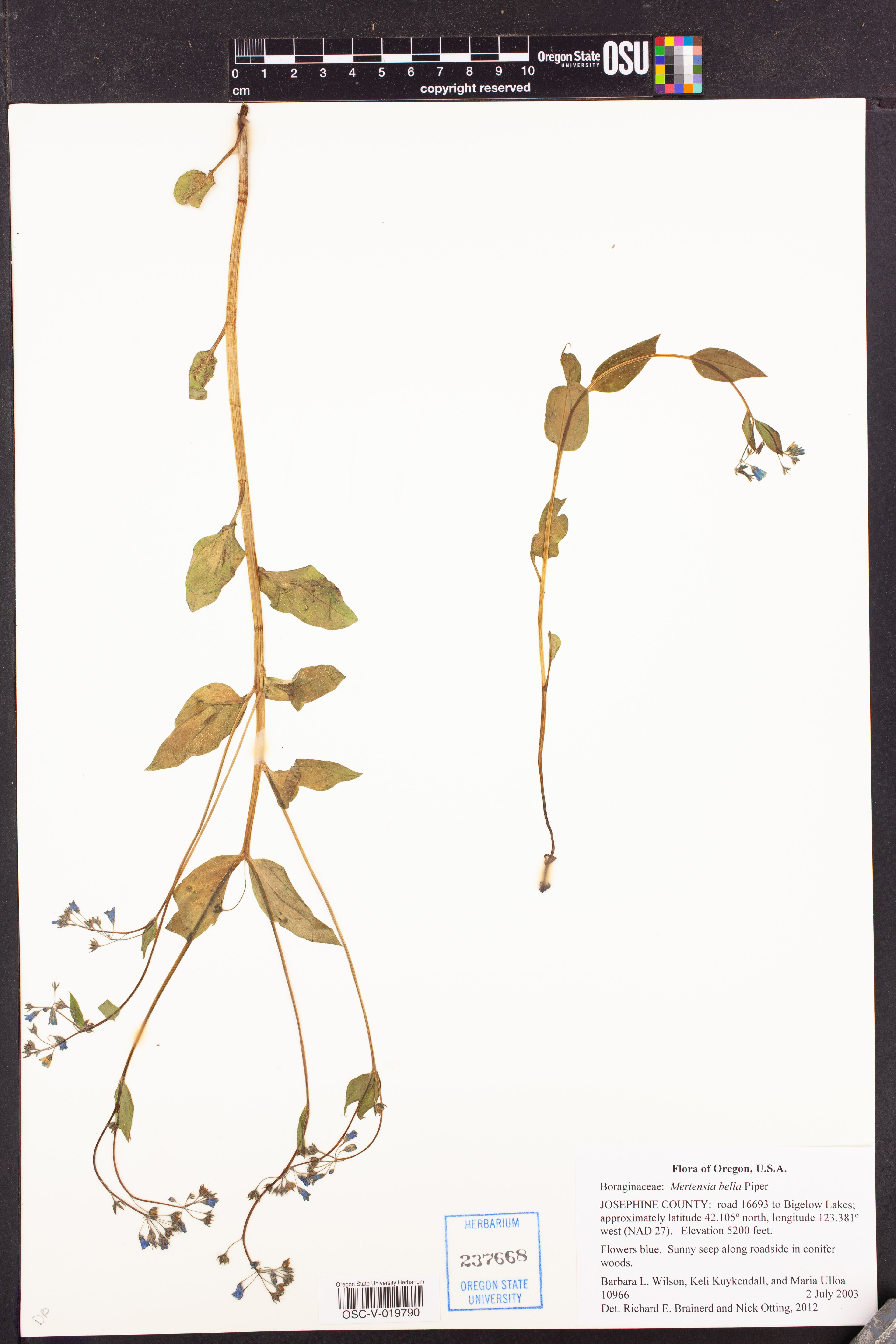 Mertensia bella - 100