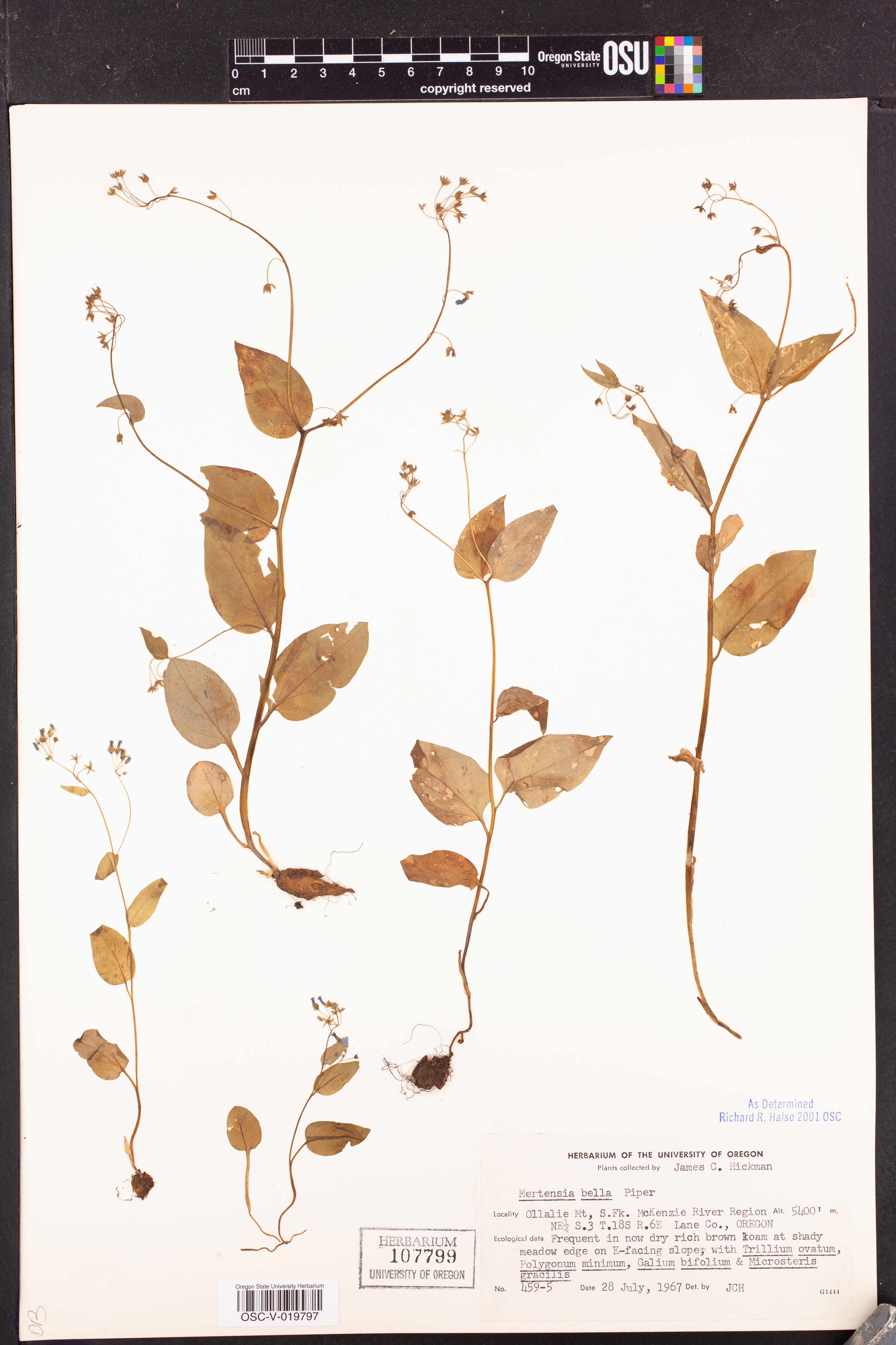 Mertensia bella - 124