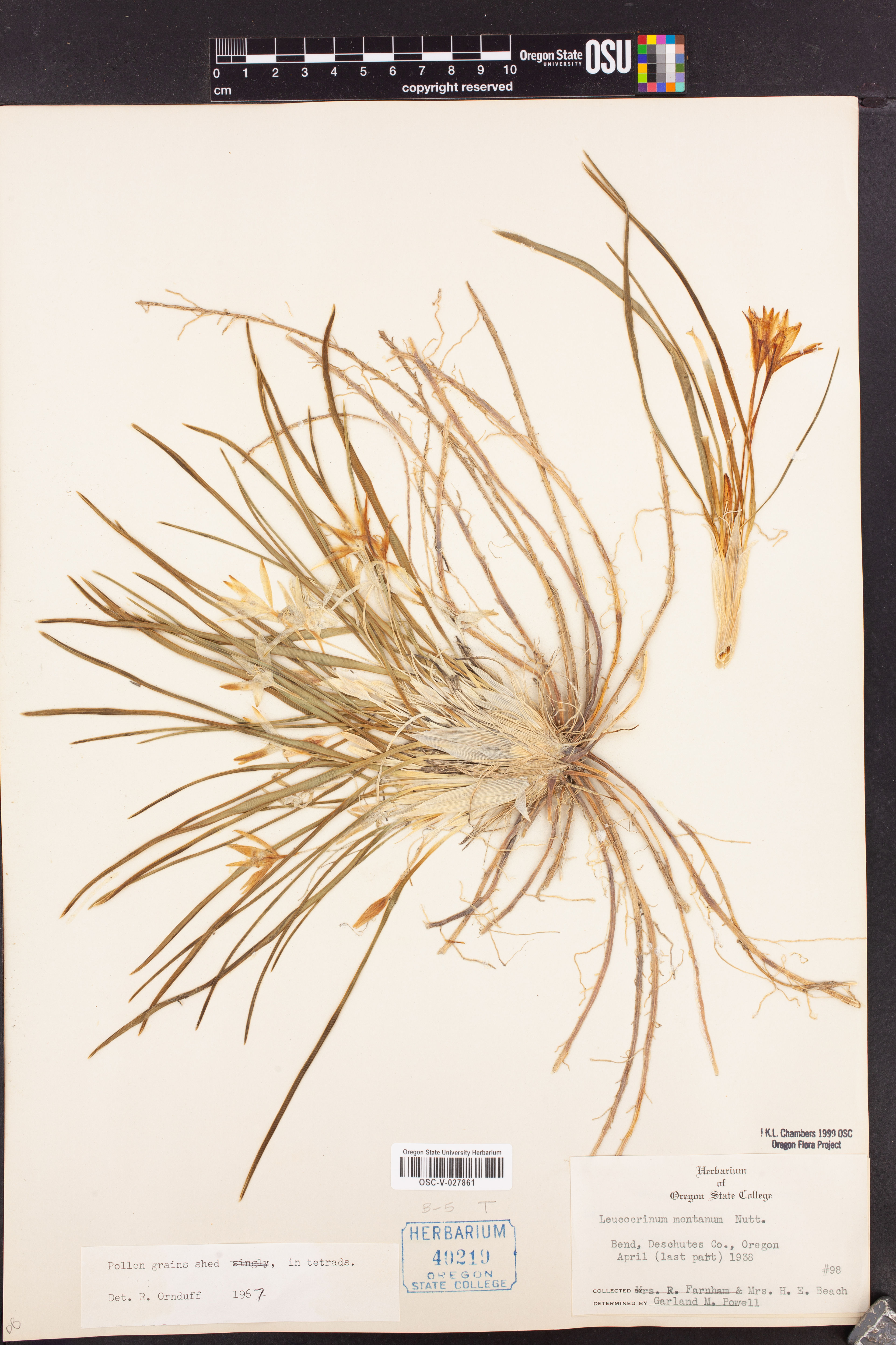 Leucocrinum montanum - 51