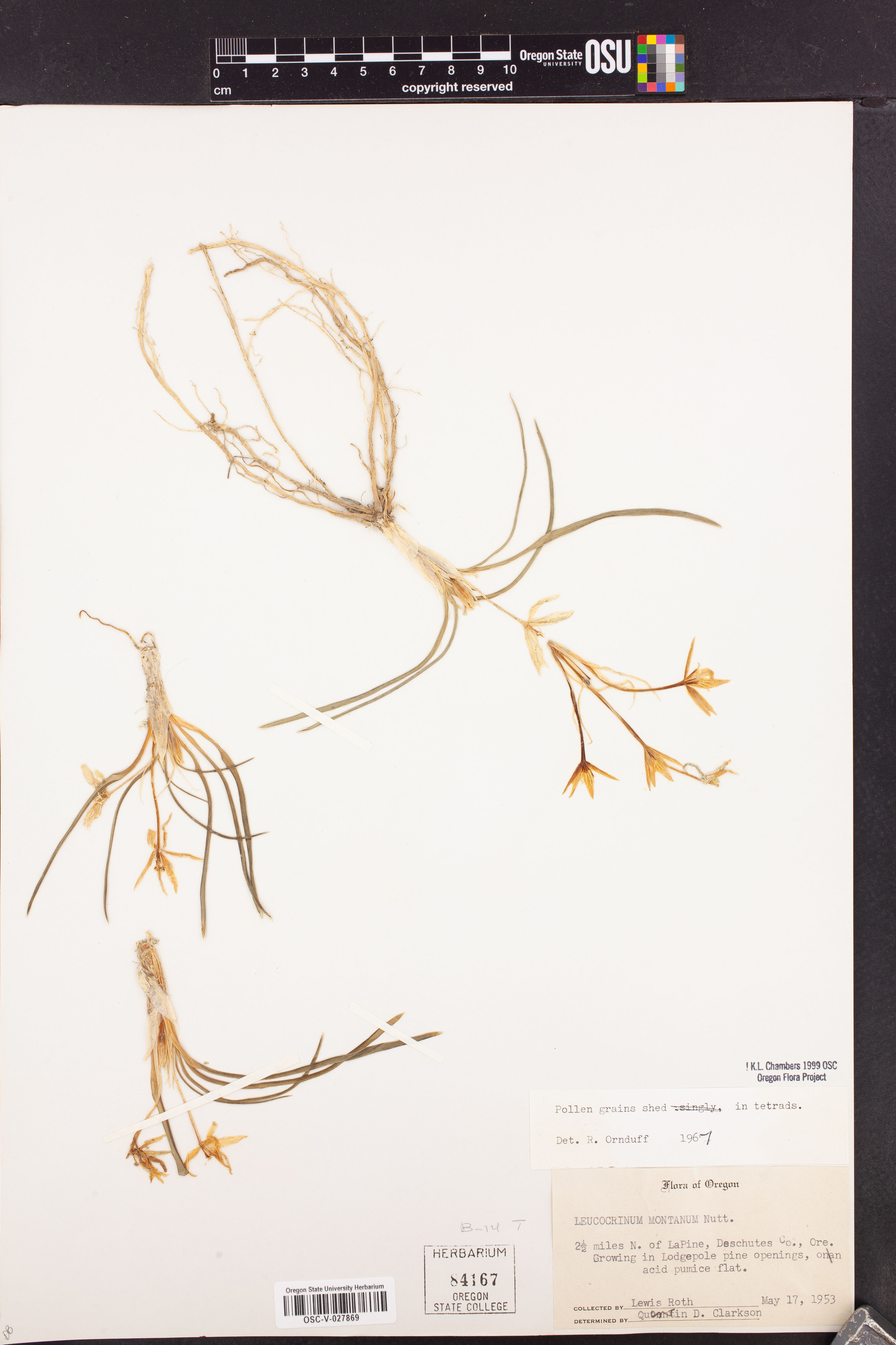 Leucocrinum montanum - 44