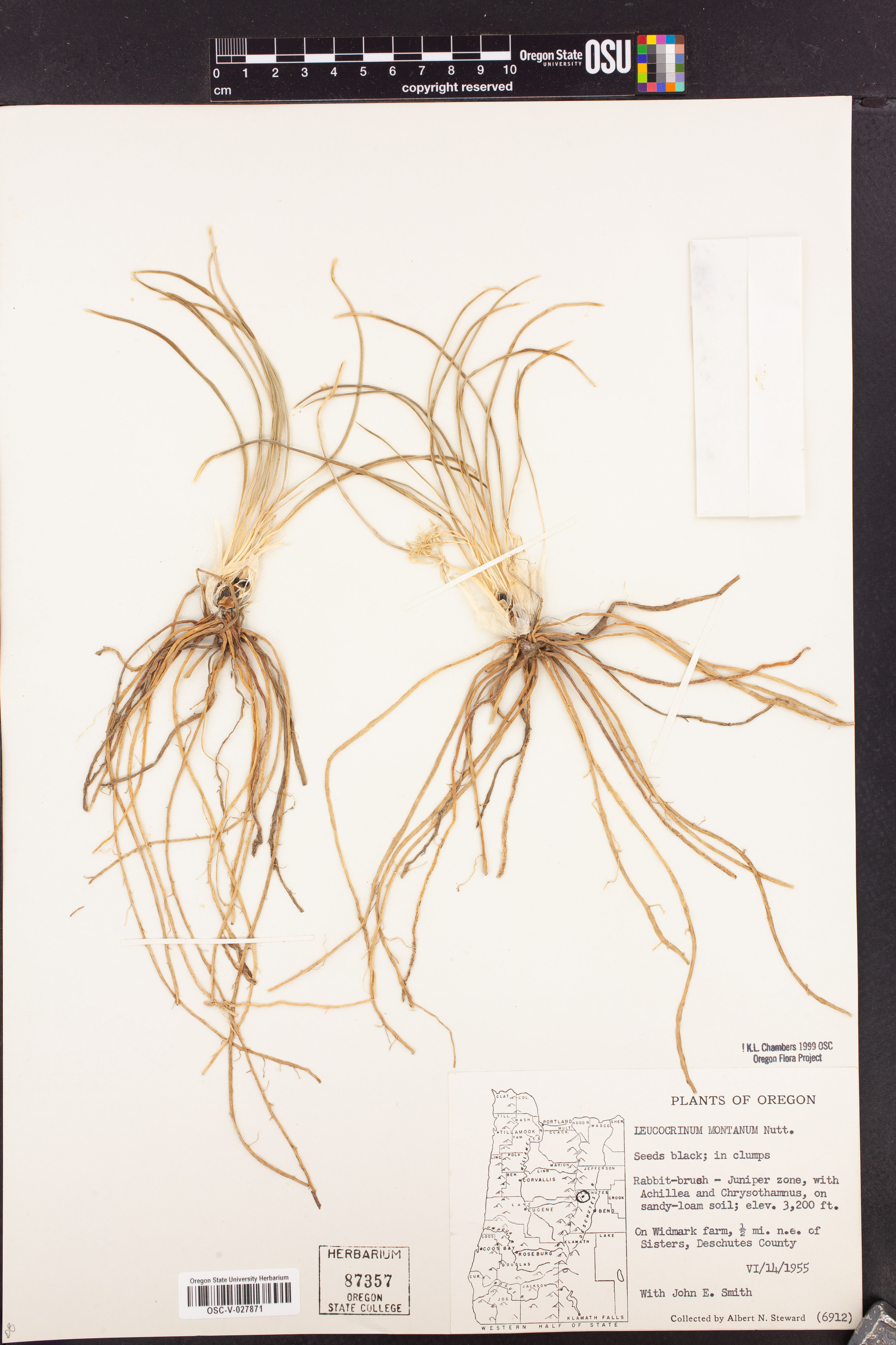 Leucocrinum montanum - 24