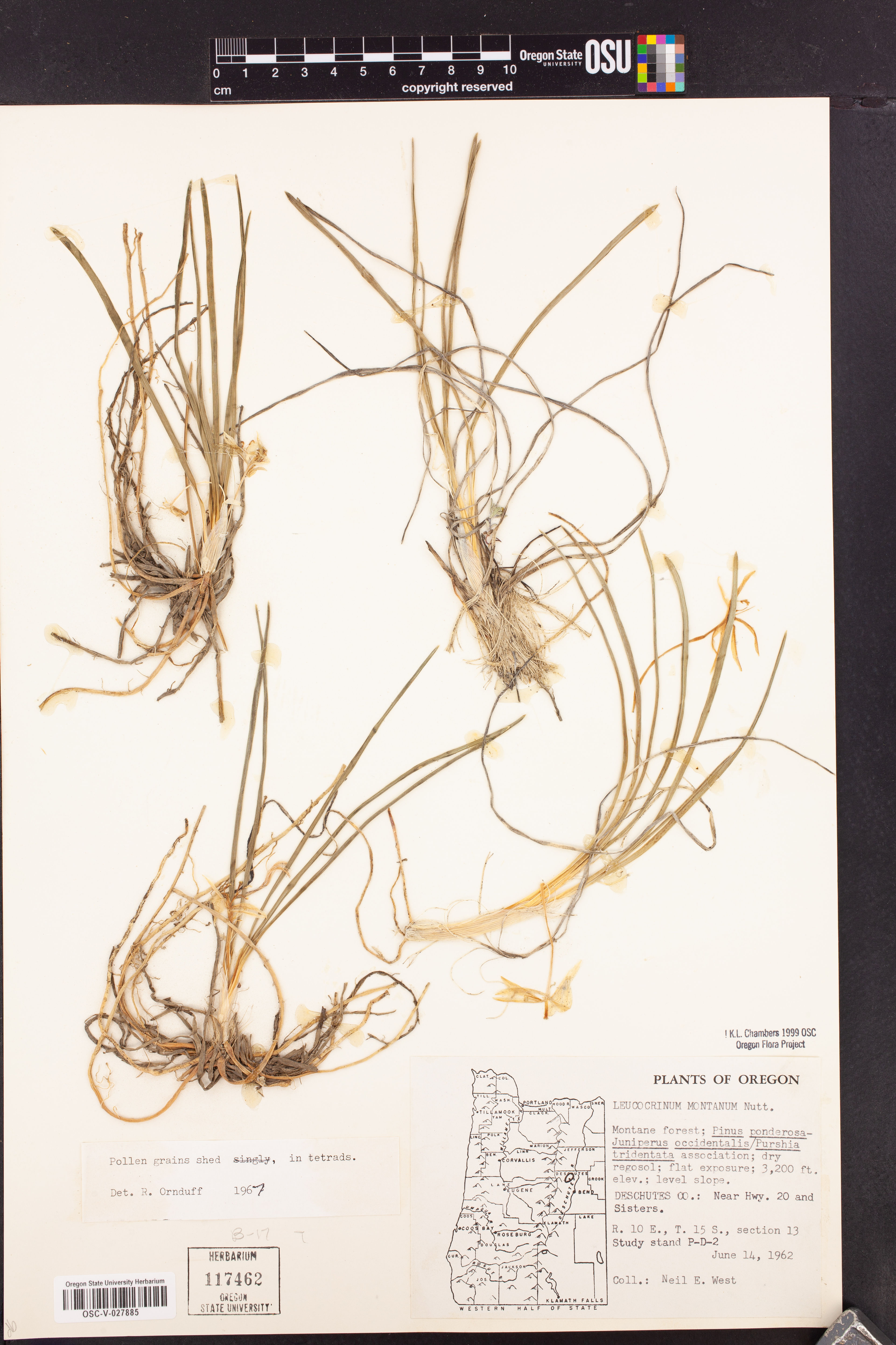 Leucocrinum montanum - 62