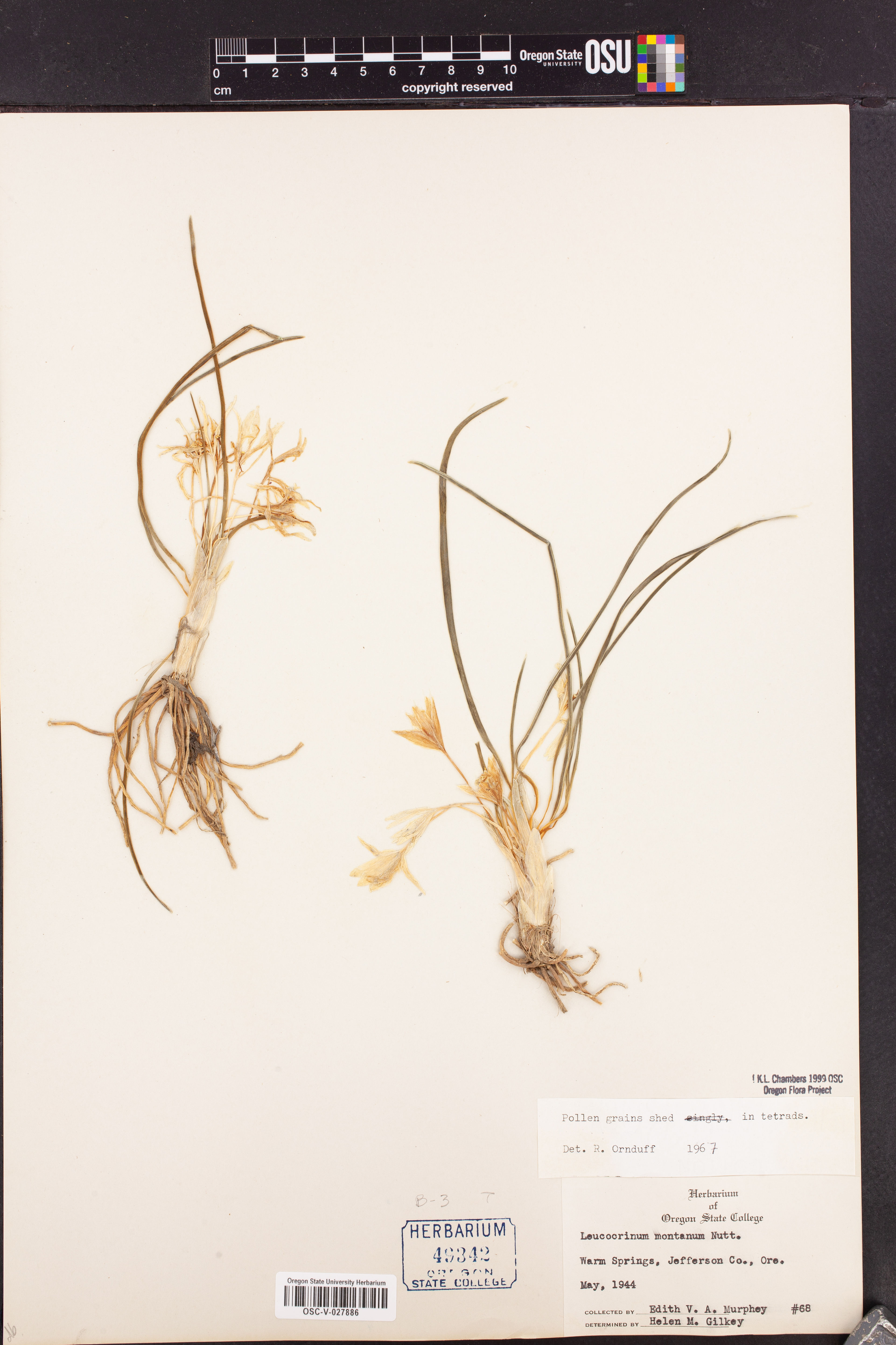 Leucocrinum montanum - 15