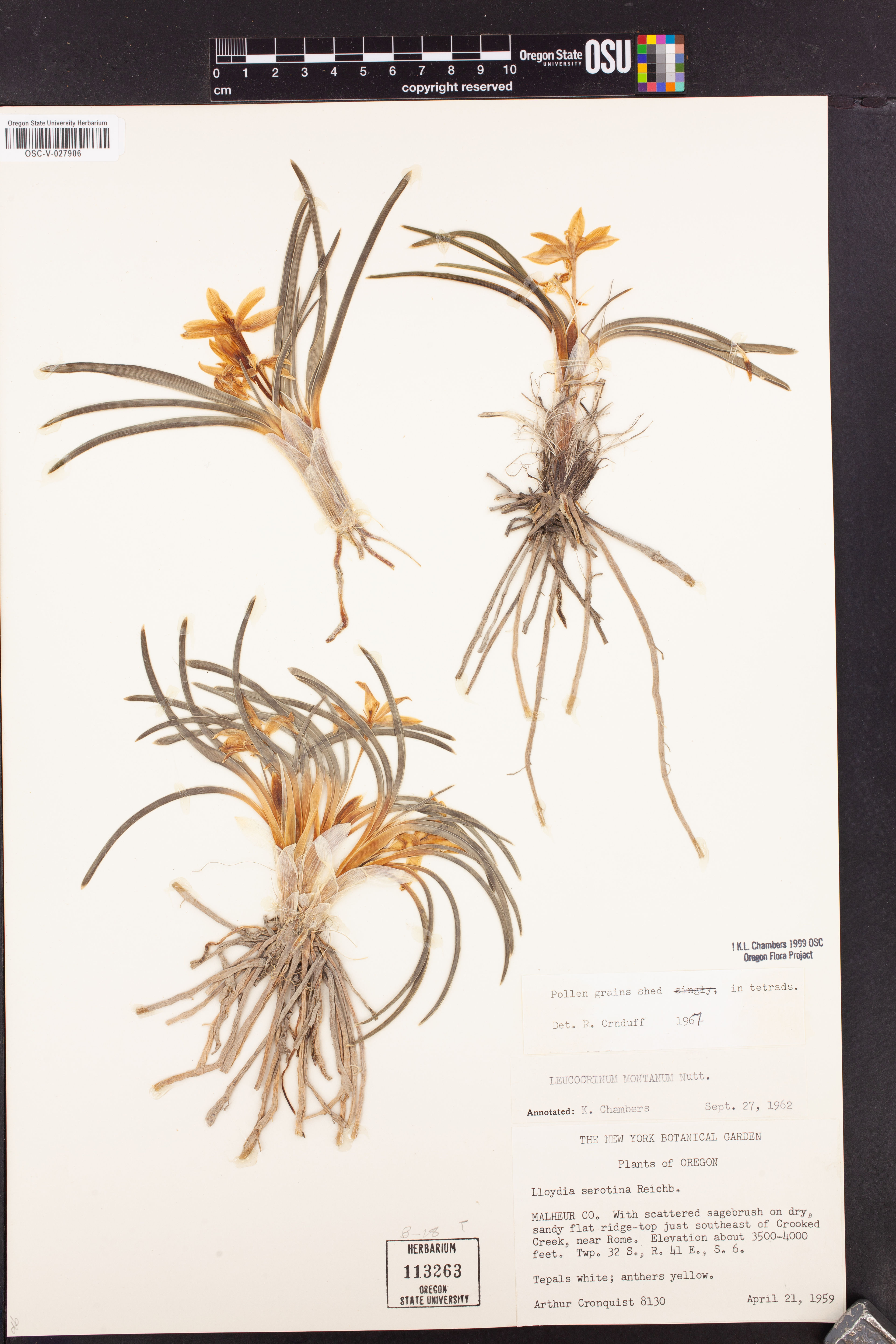 Leucocrinum montanum - 50