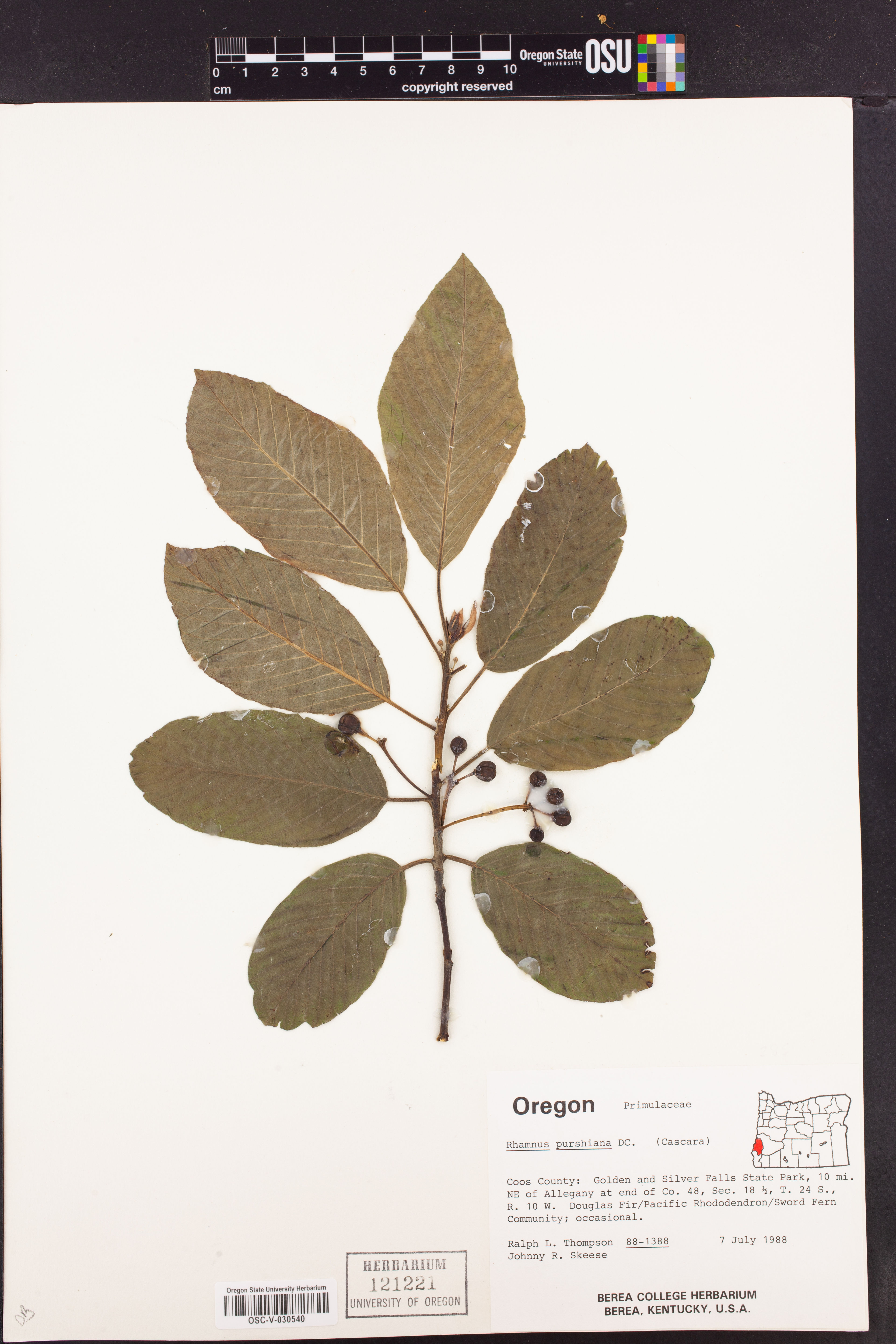 Rhamnus purshiana - 67