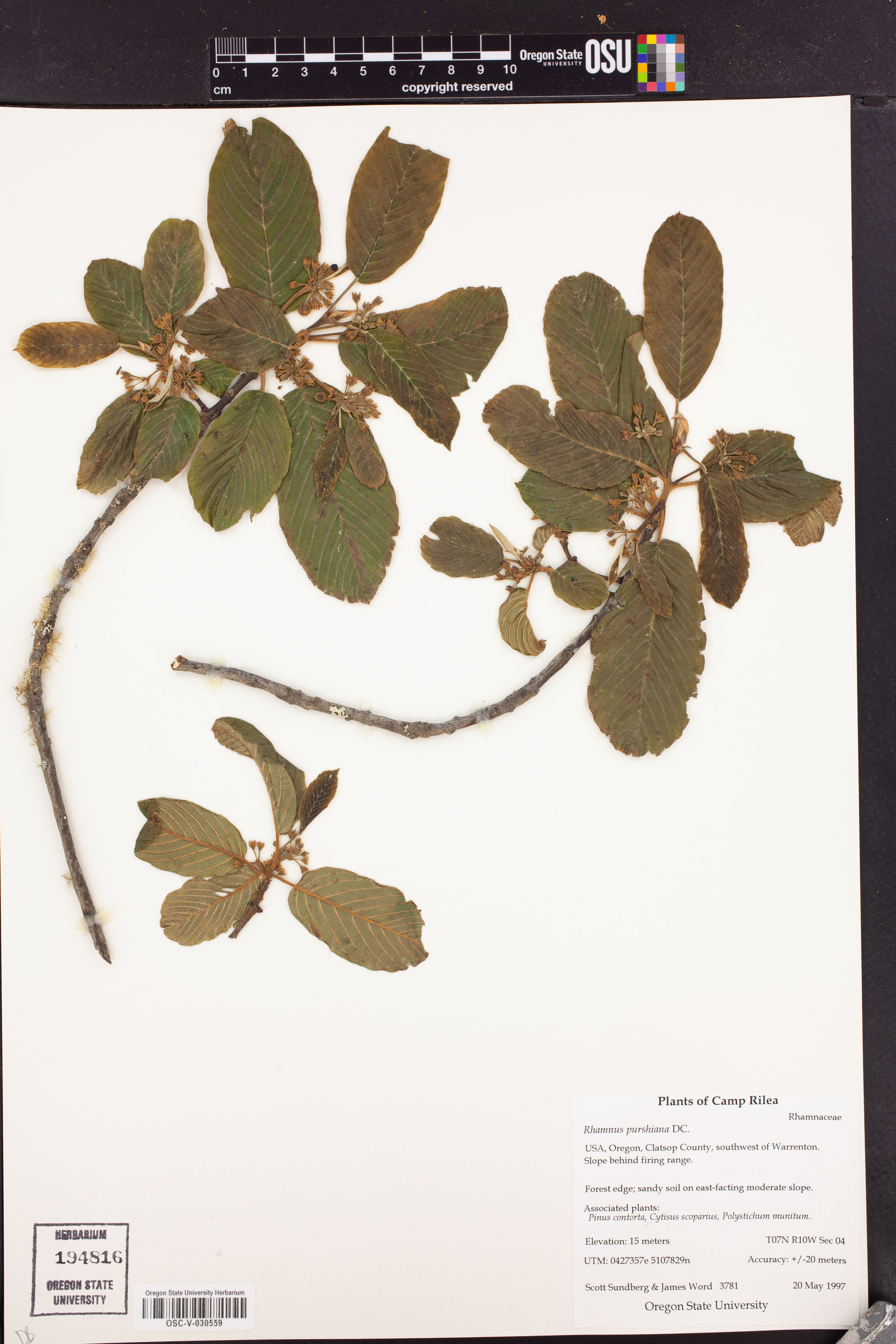 Rhamnus purshiana - 38