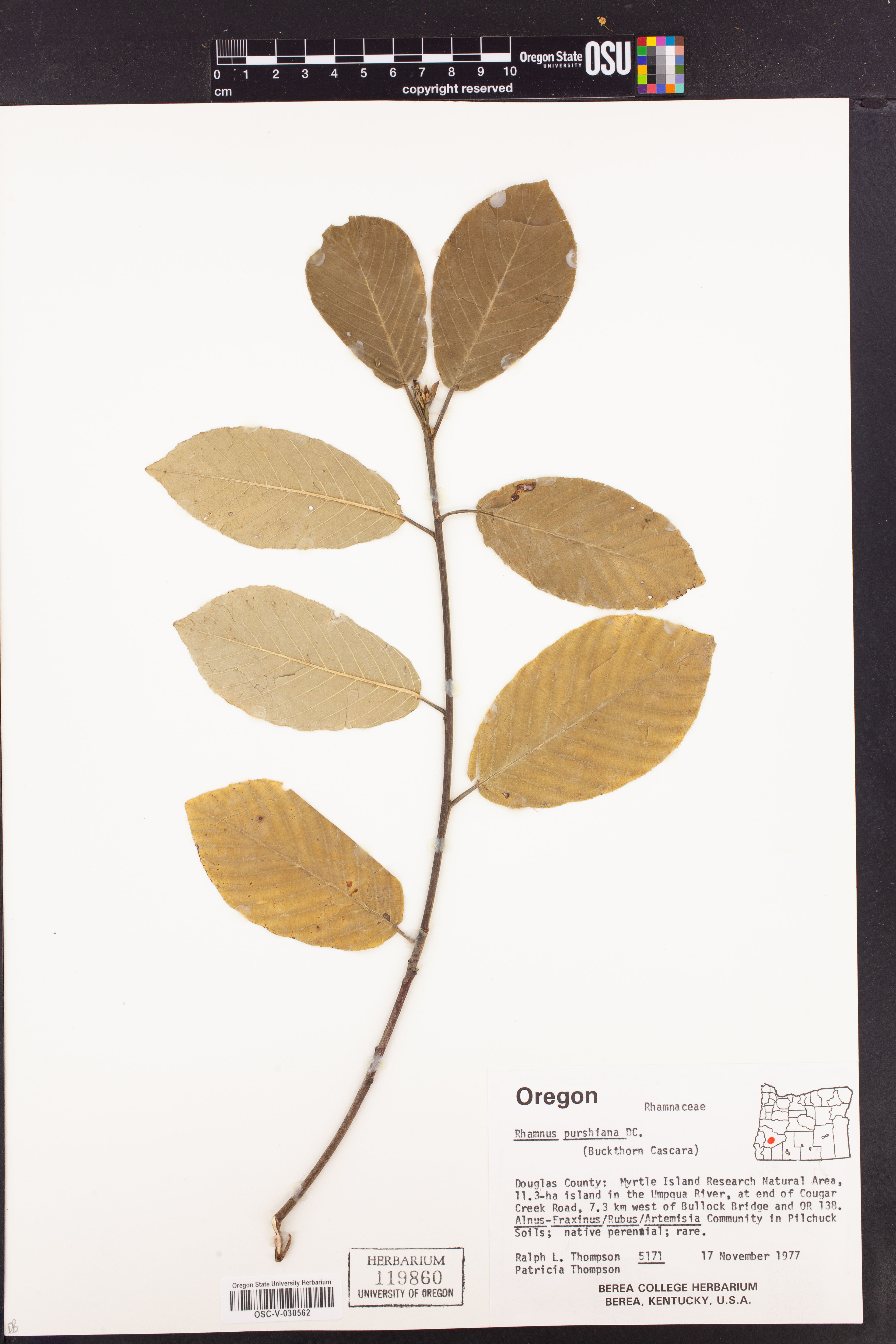 Rhamnus purshiana - 36