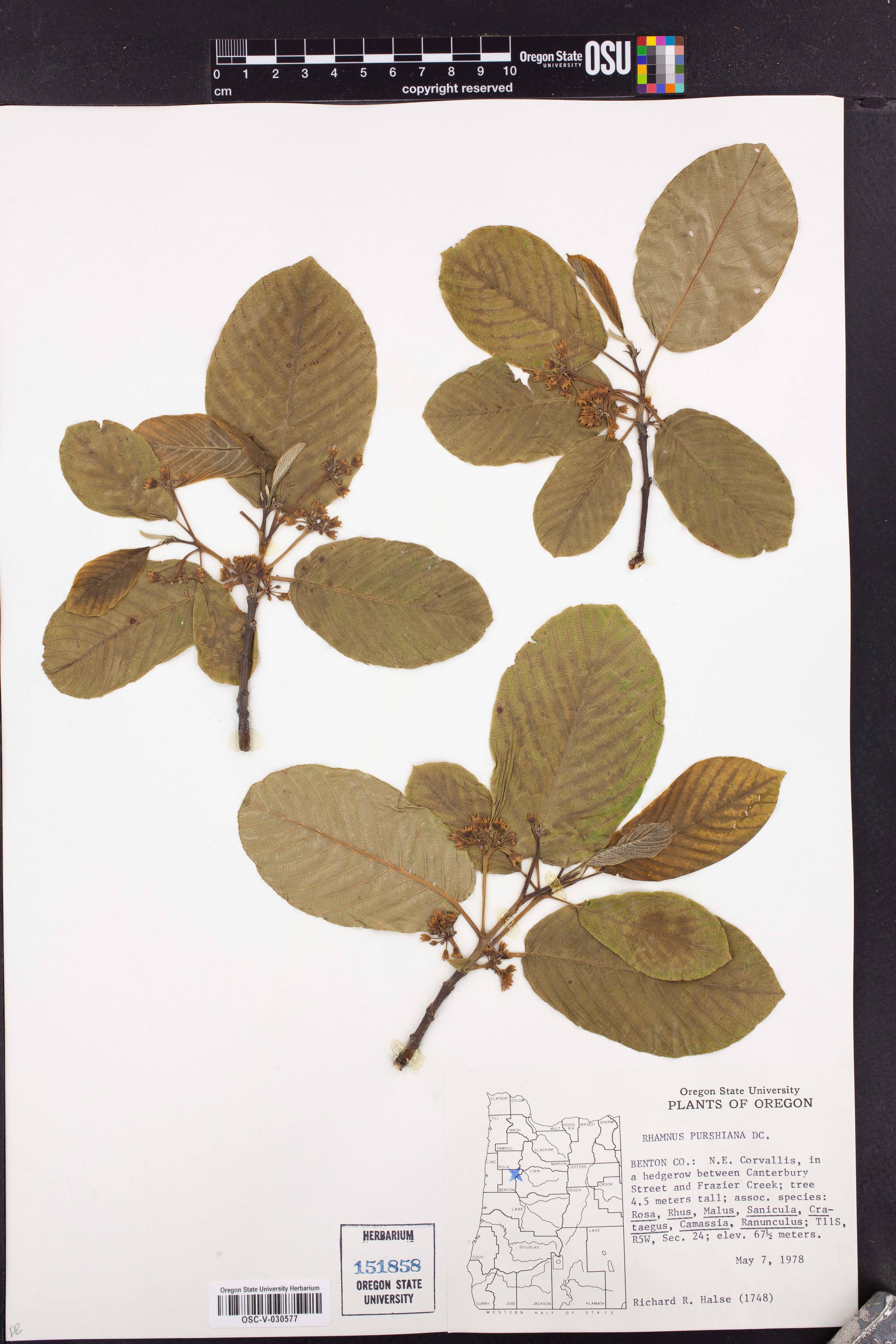 Rhamnus purshiana - 61