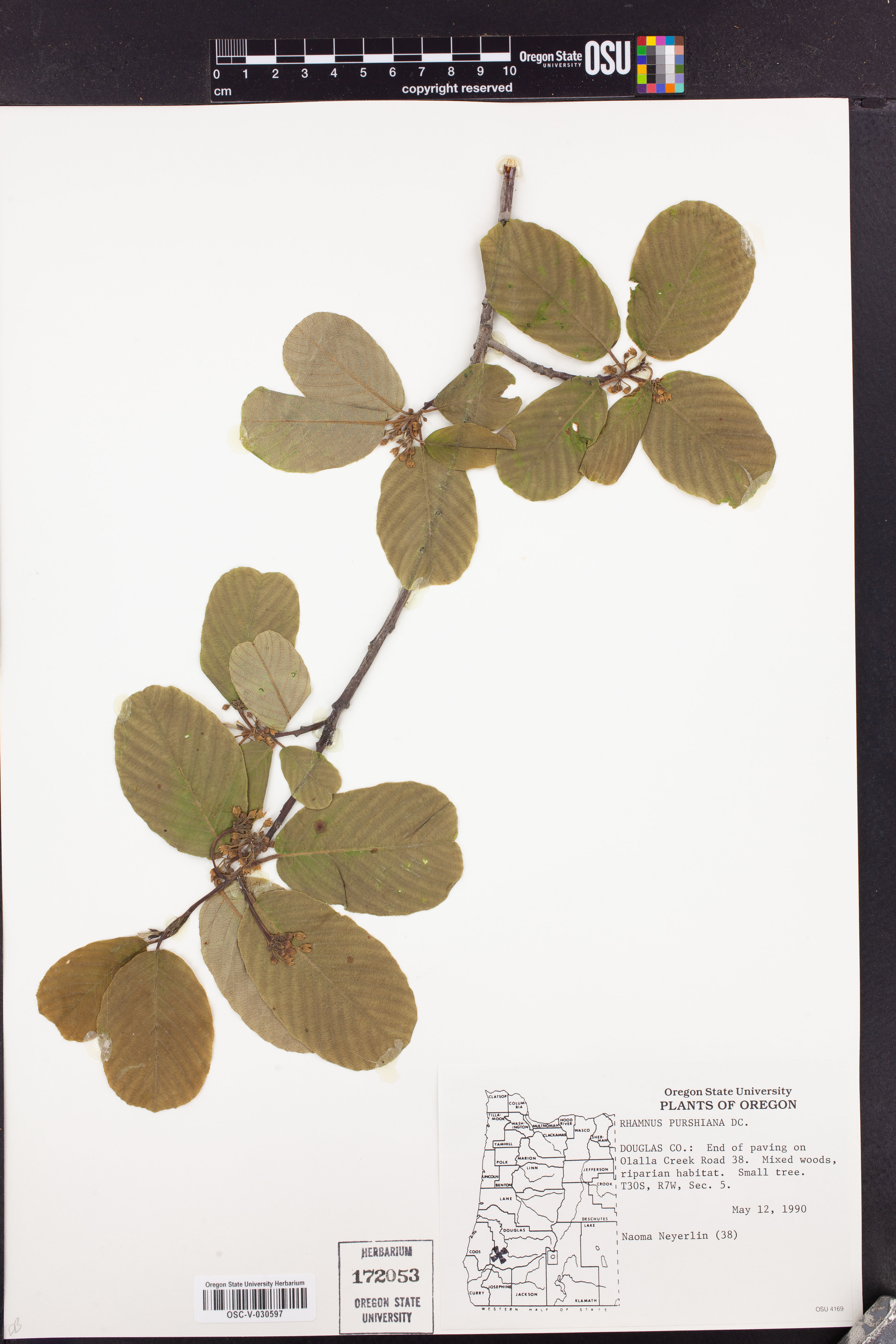 Rhamnus purshiana - 5