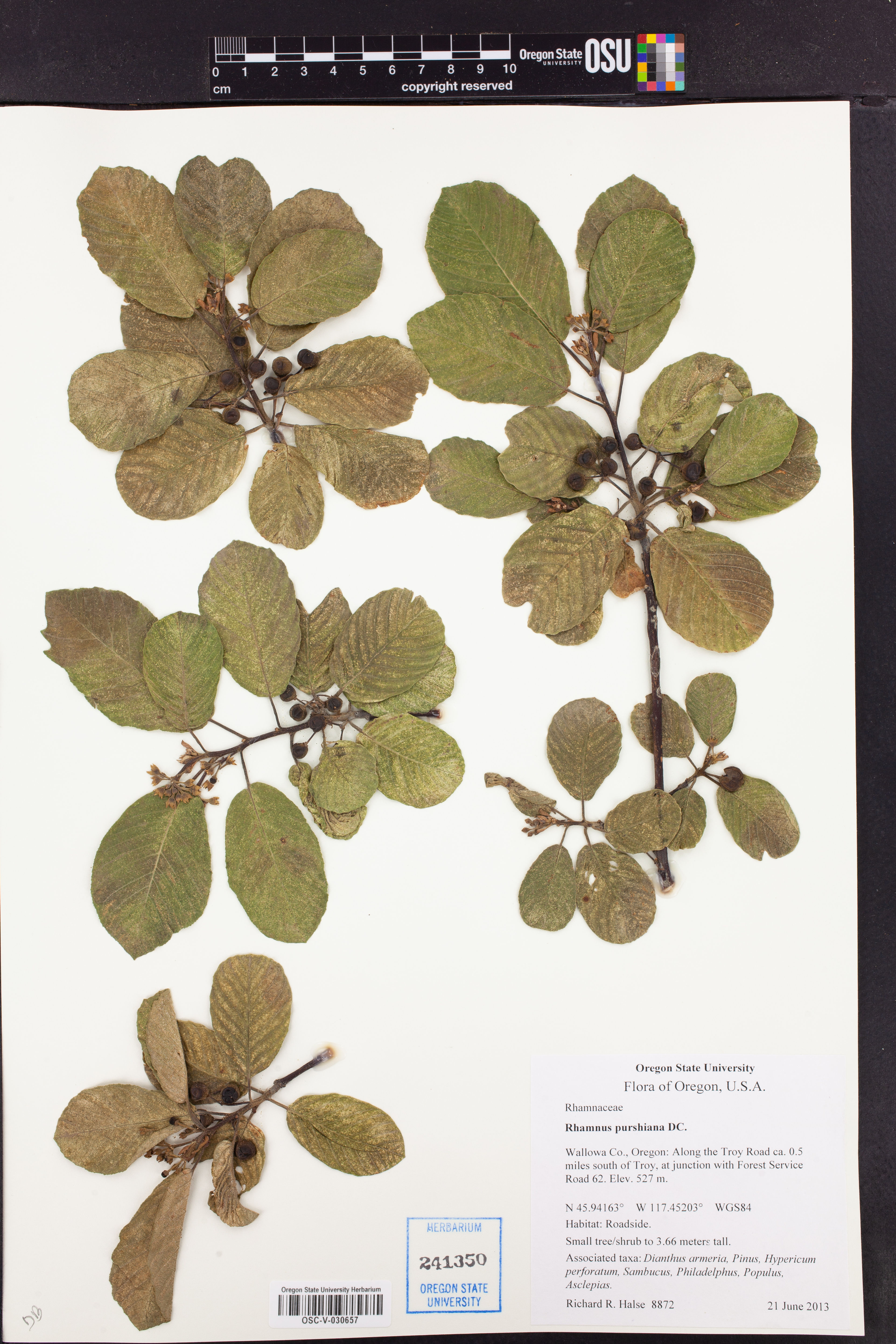 Rhamnus purshiana - 91