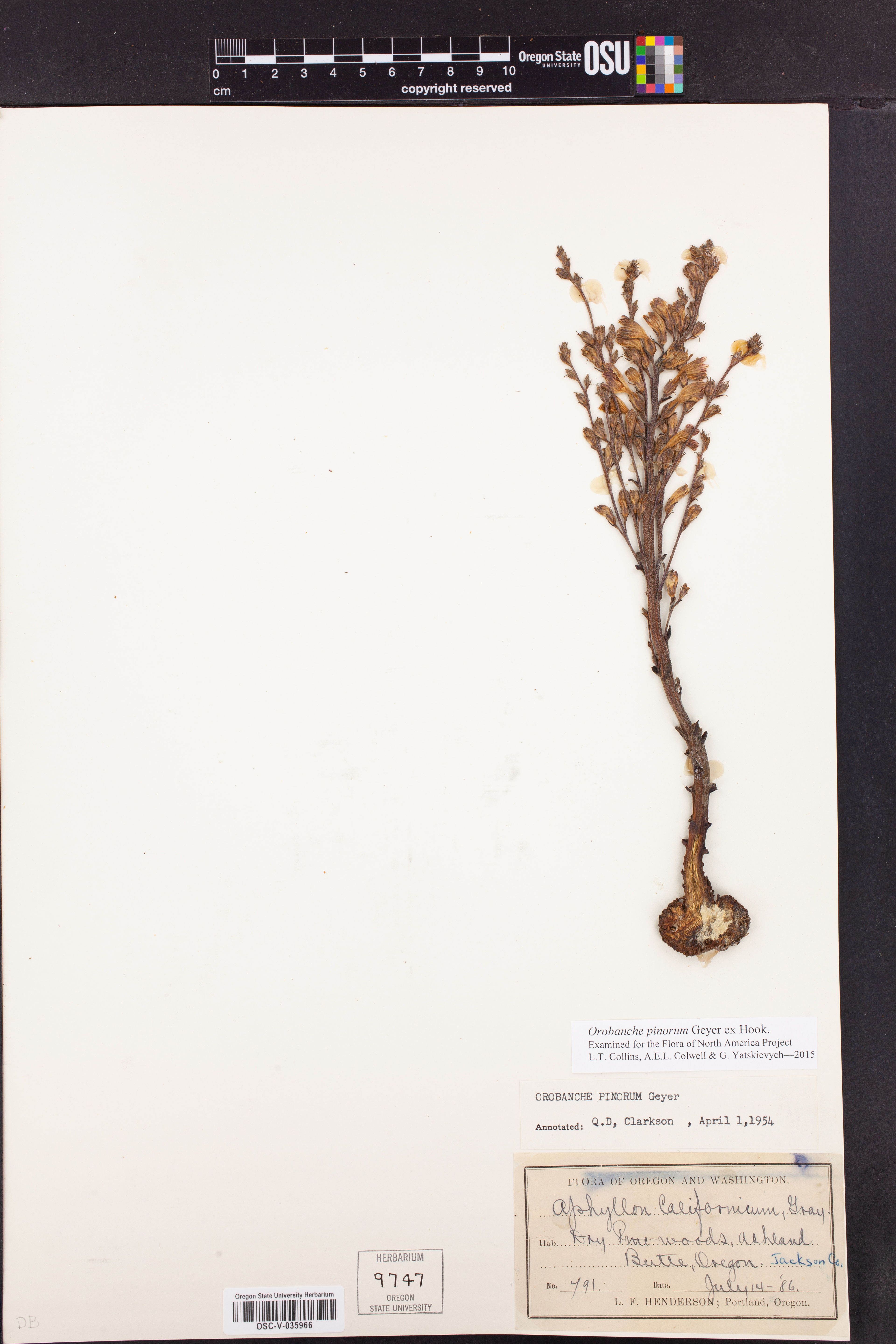 Orobanche pinorum - 11