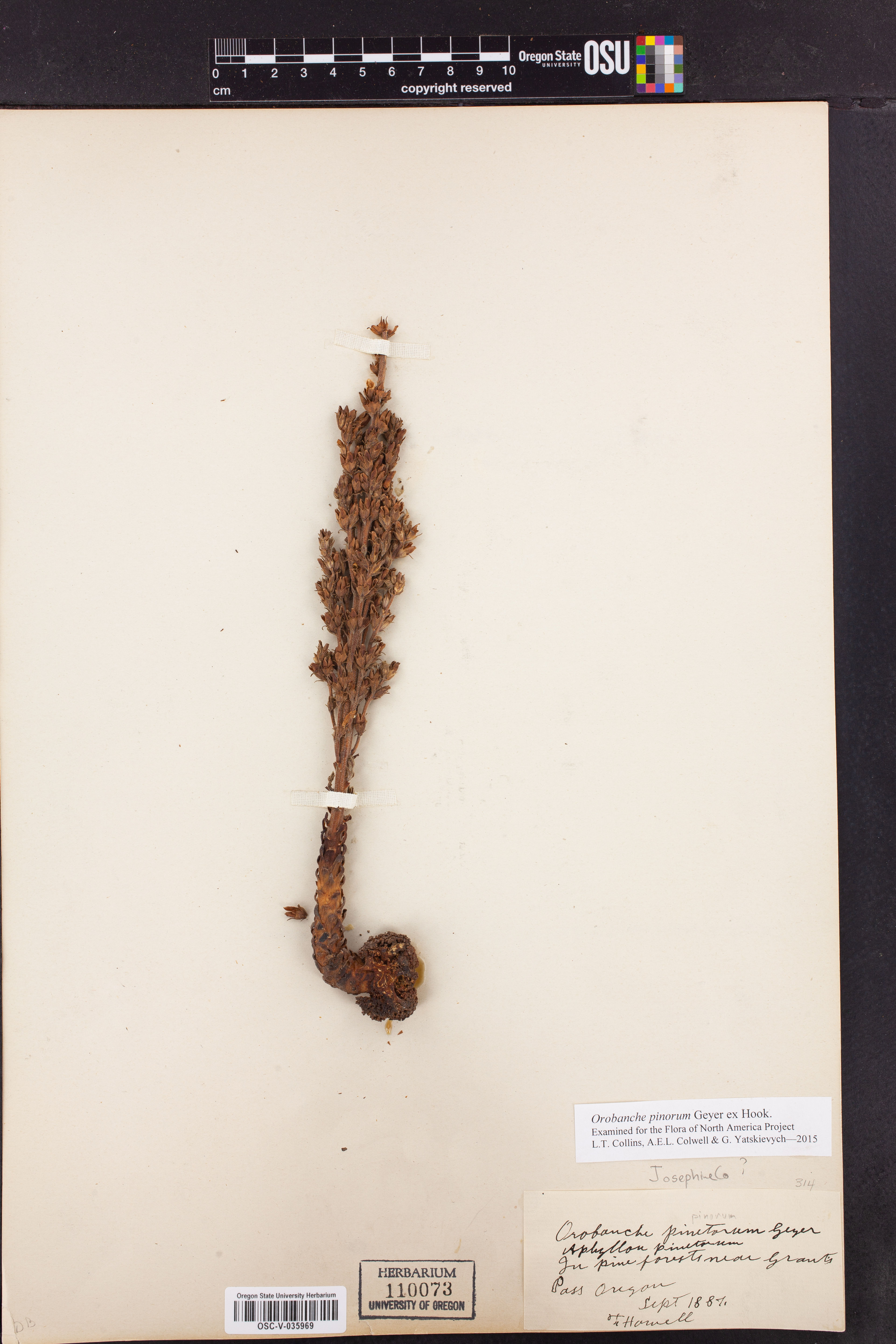 Orobanche pinorum - 3