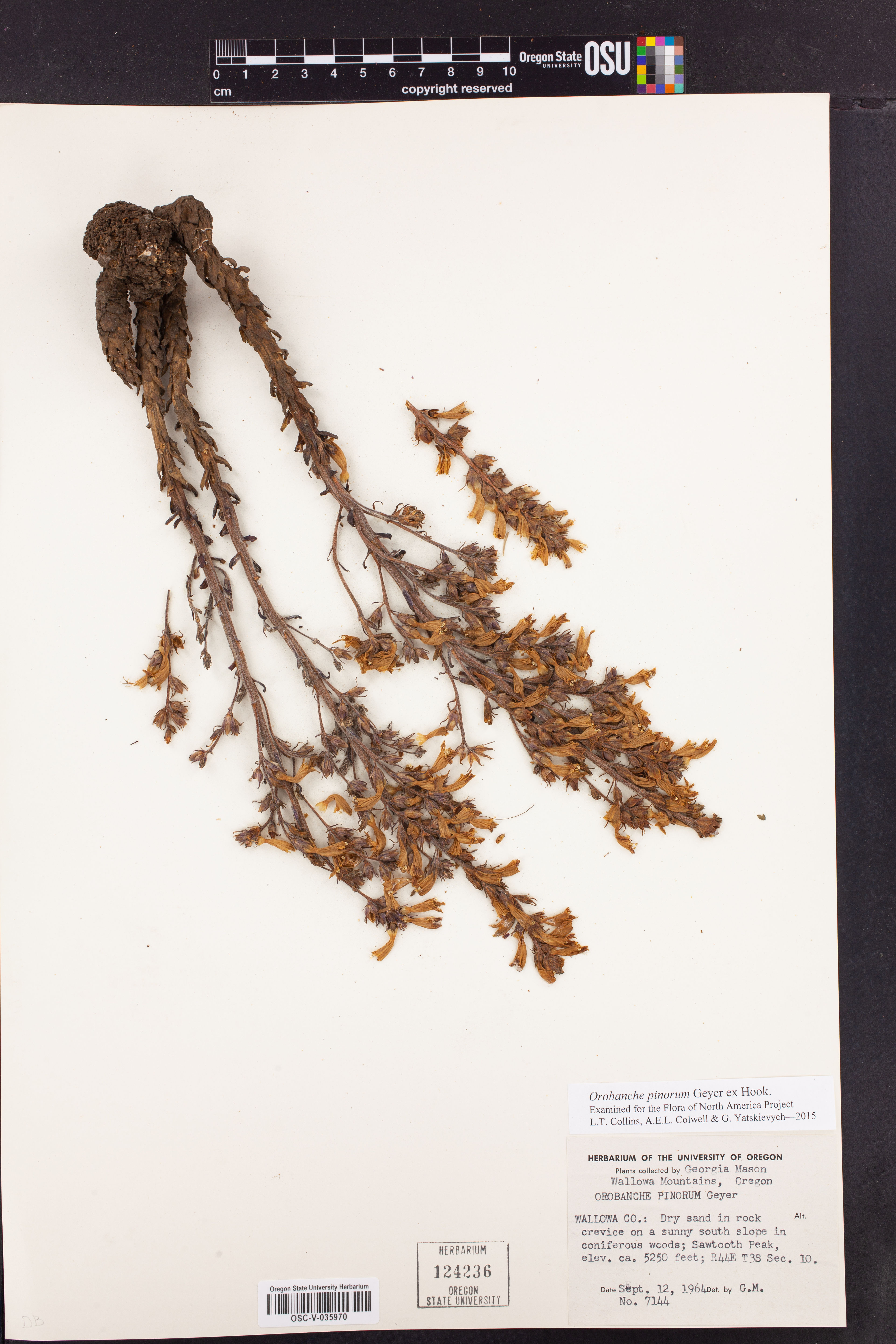 Orobanche pinorum - 10