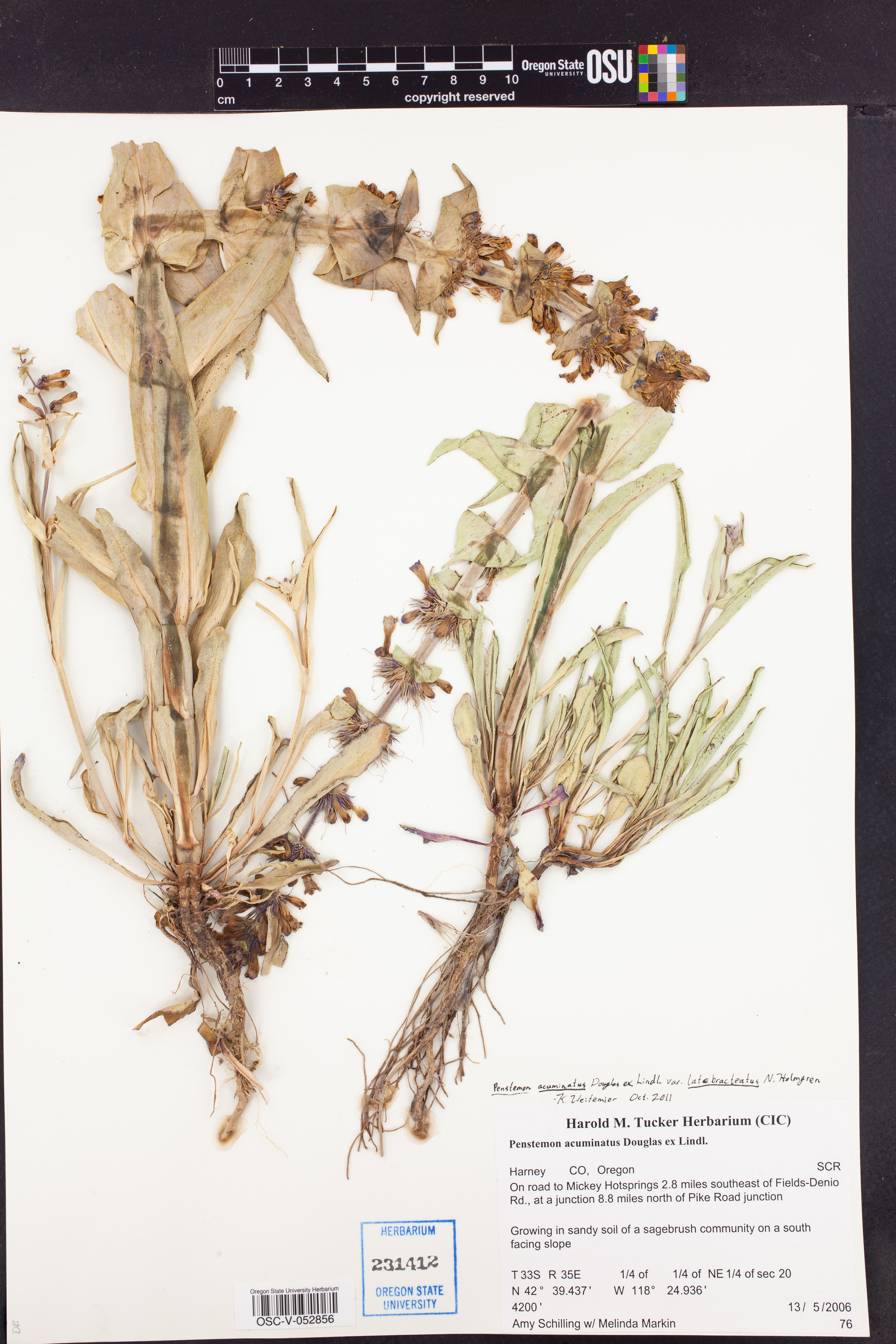 Penstemon acuminatus - 39