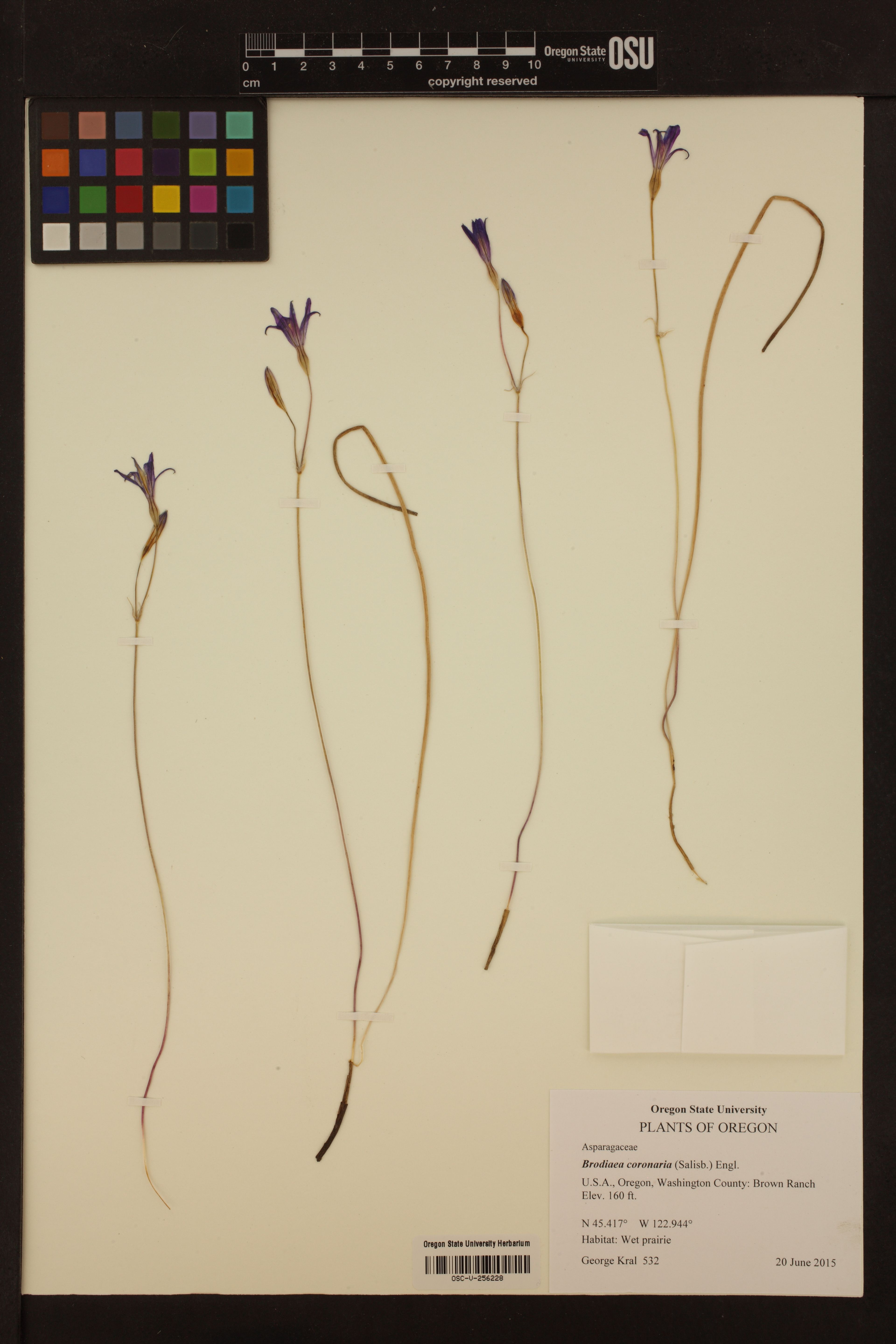Brodiaea coronaria - 76