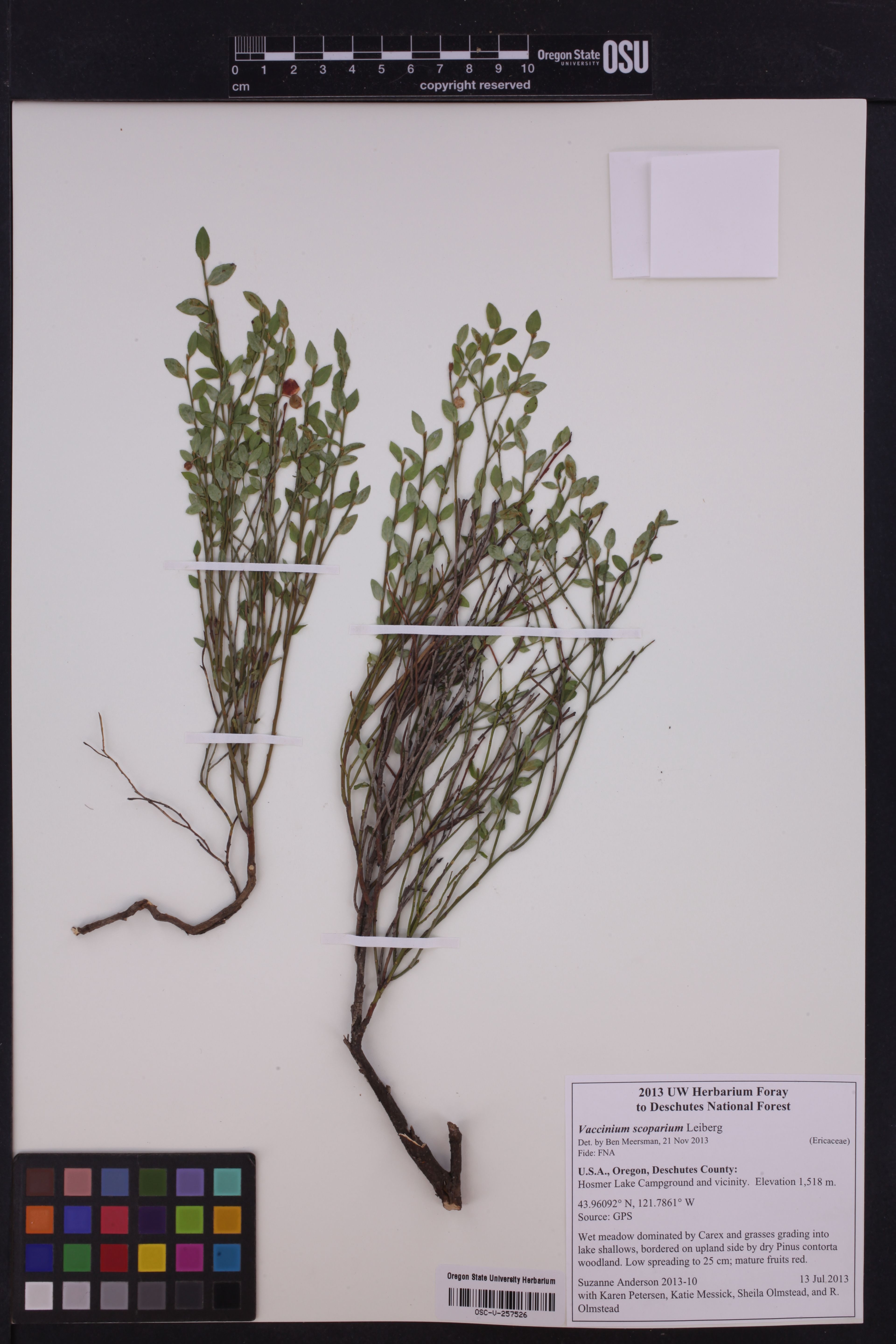 Vaccinium scoparium - 66