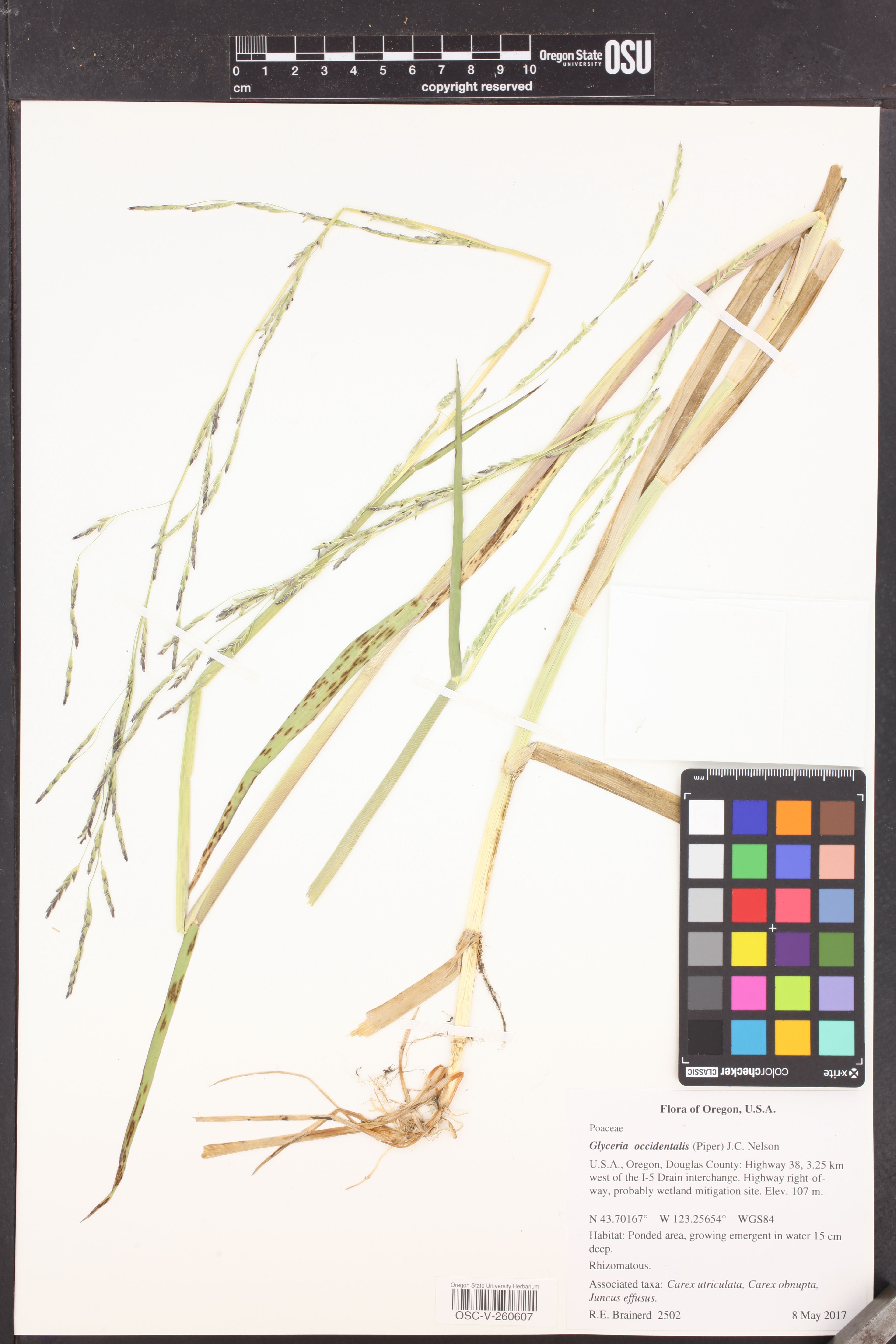 Glyceria occidentalis - 83