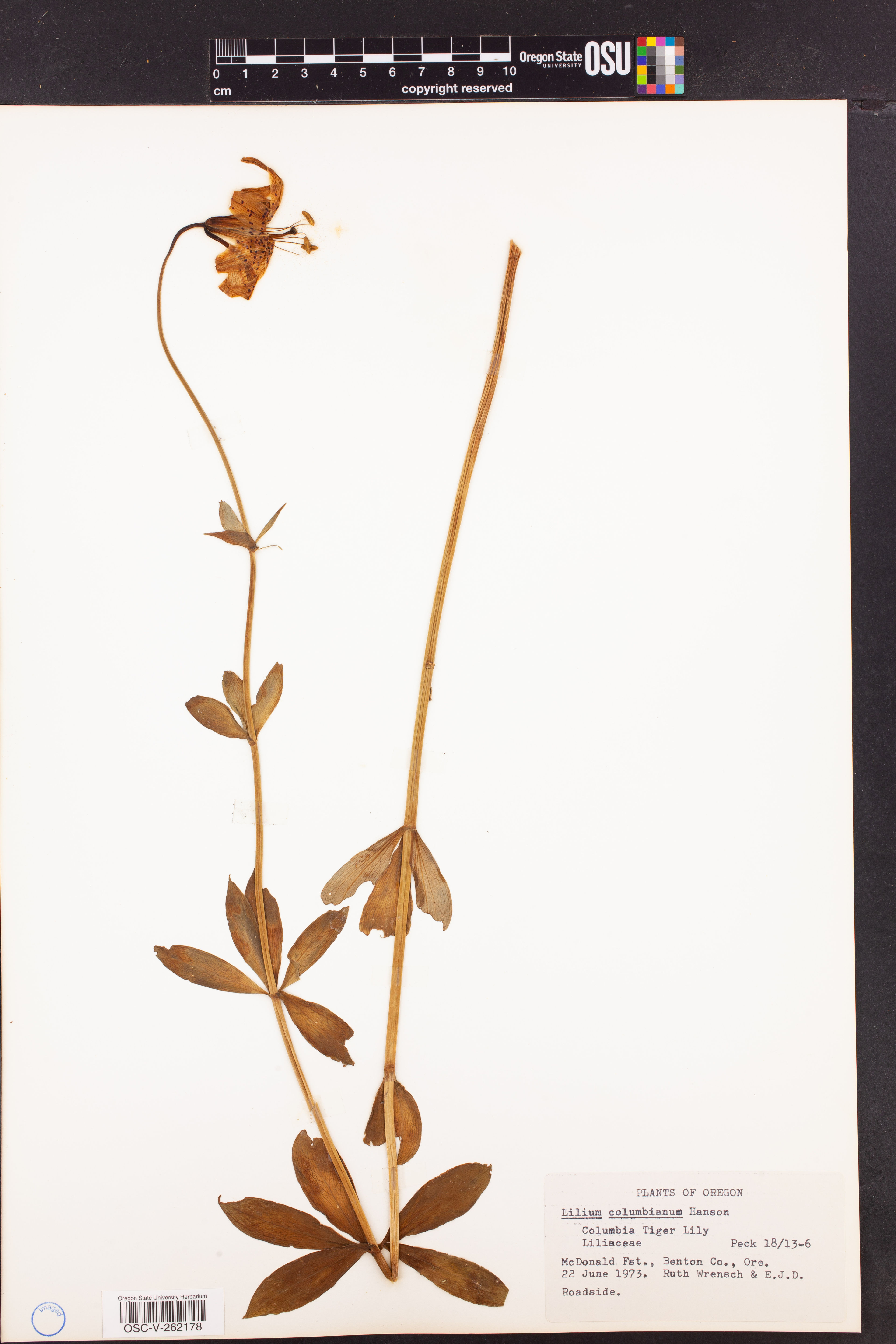 Lilium columbianum - 31