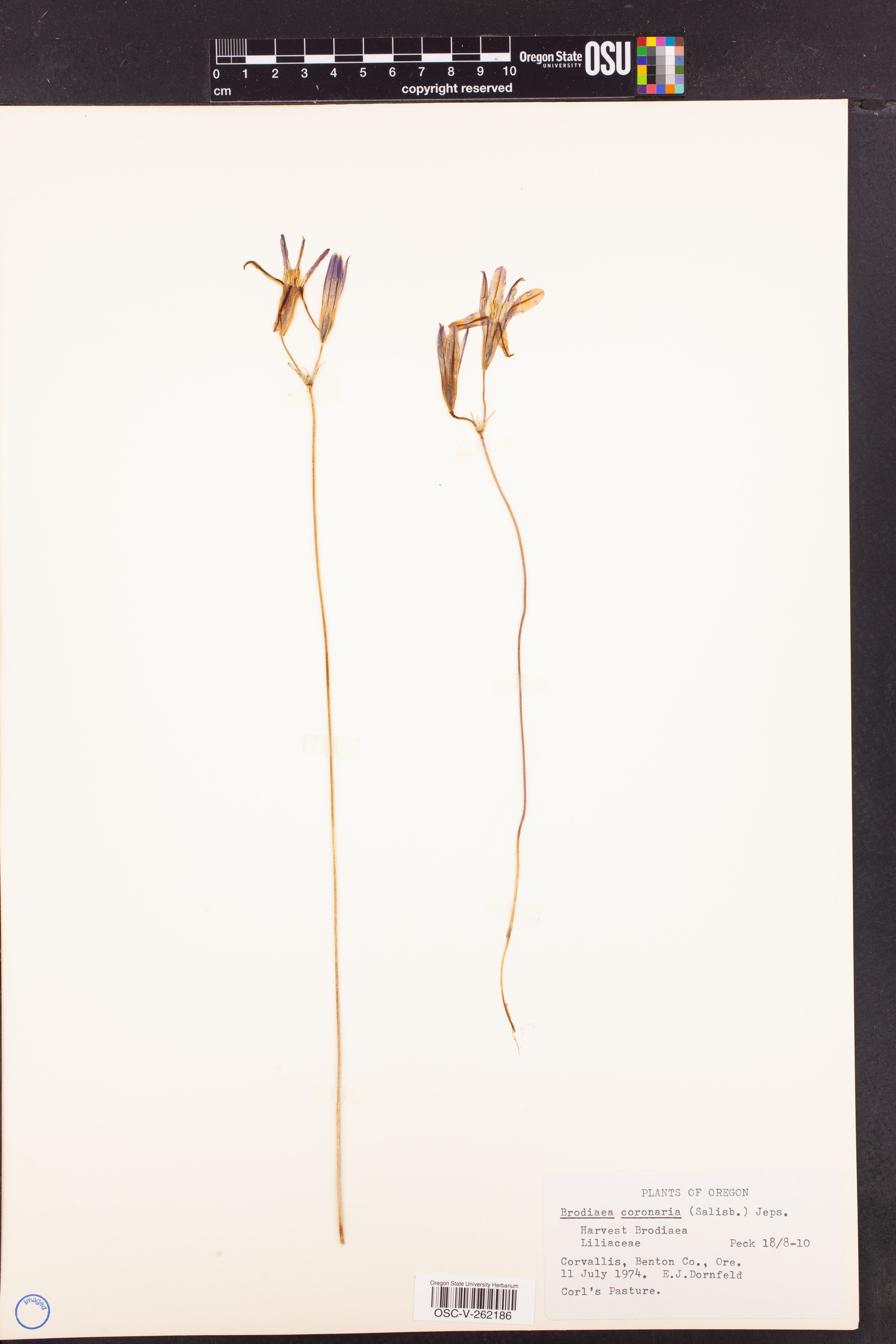 Brodiaea coronaria - 86