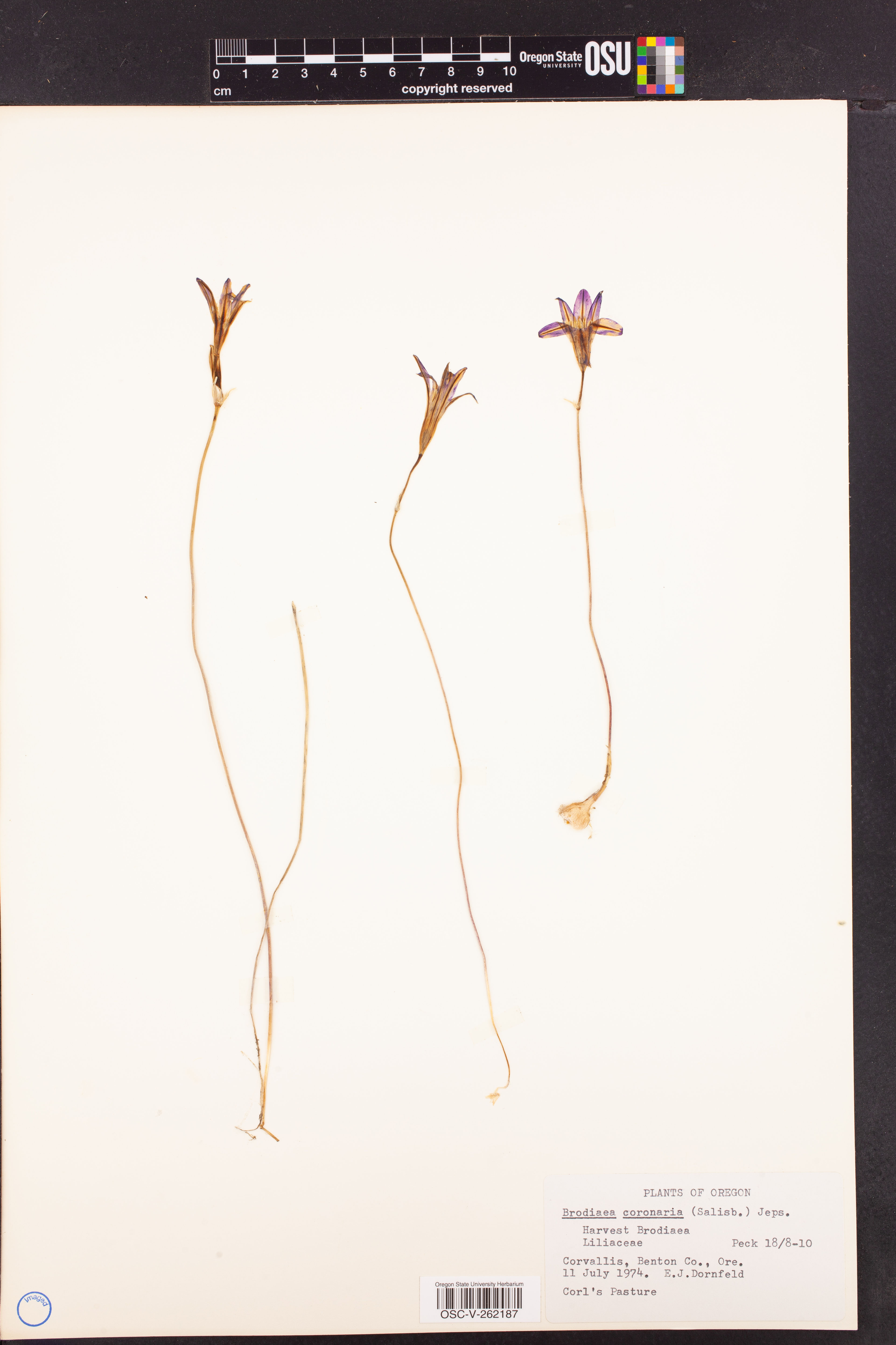 Brodiaea coronaria - 2