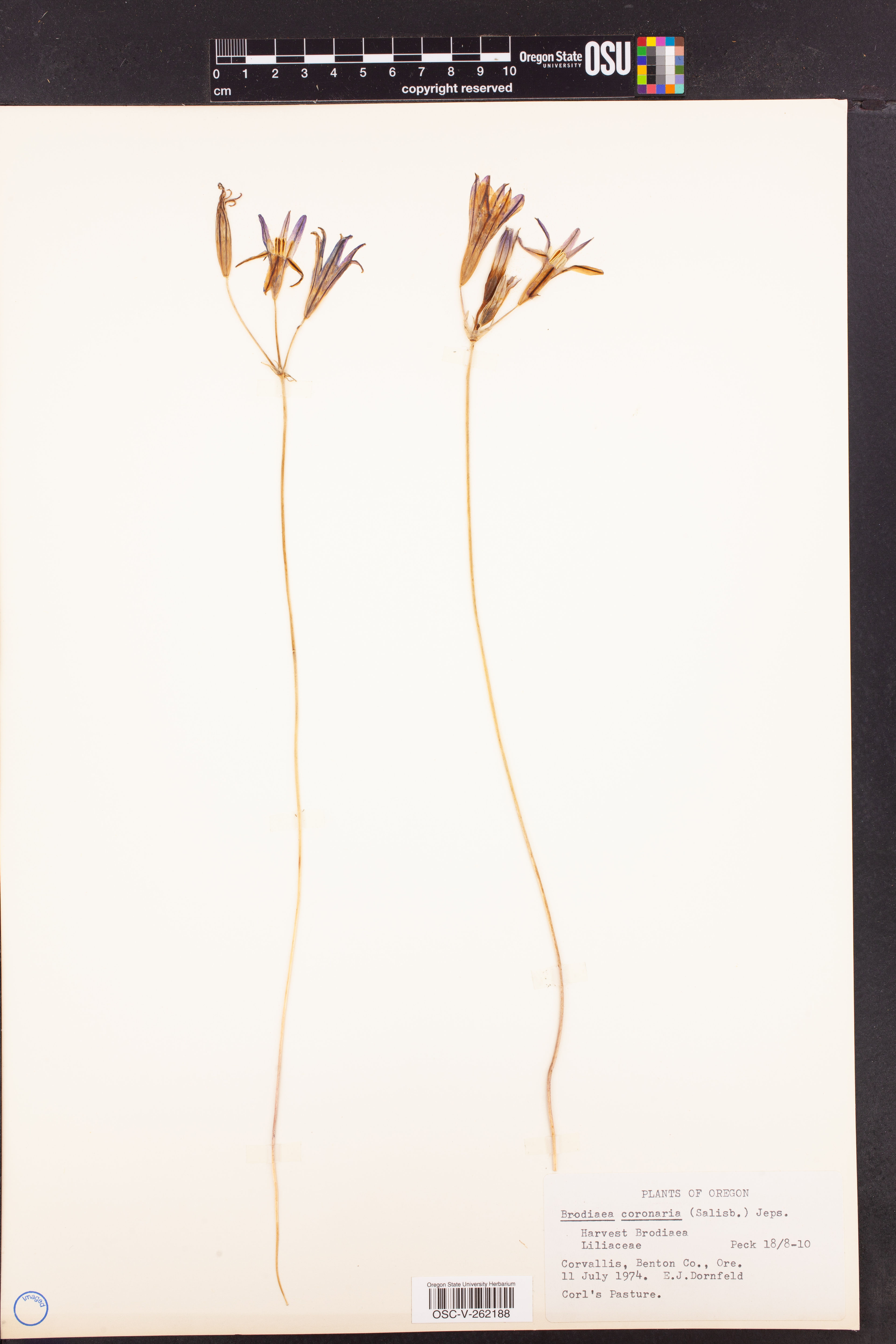 Brodiaea coronaria - 59